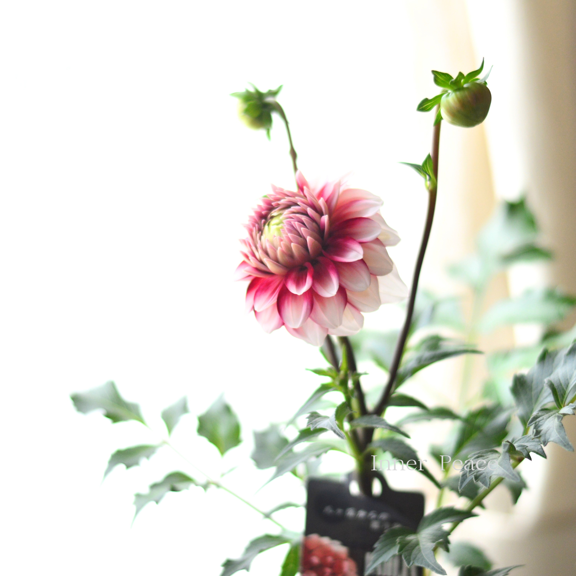 【美しい】ダリア 『恋金魚』 3.5寸ロングPOT