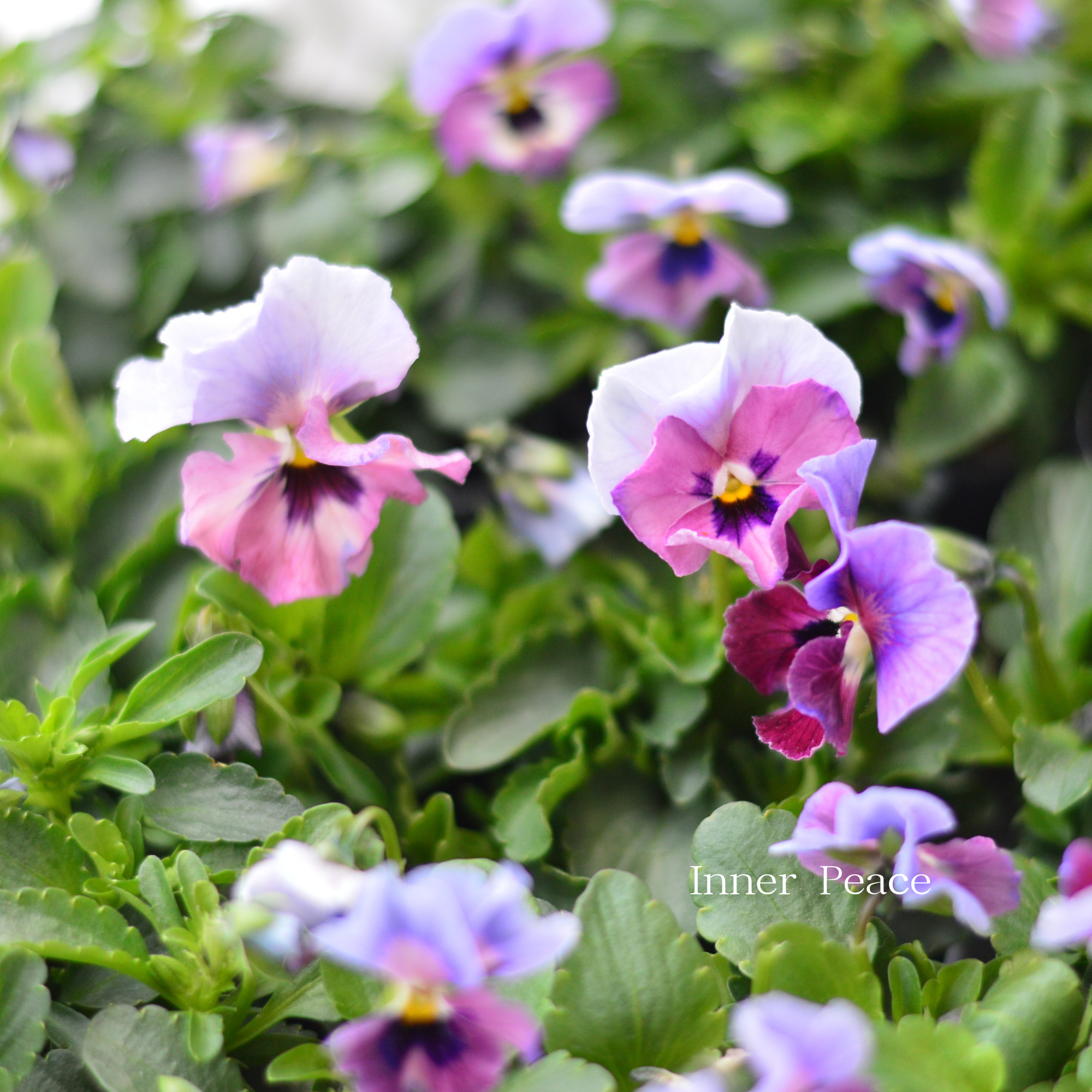 【見元園芸さん】 ビオラ 『ふわふわ金魚ちゃん』 3寸POT