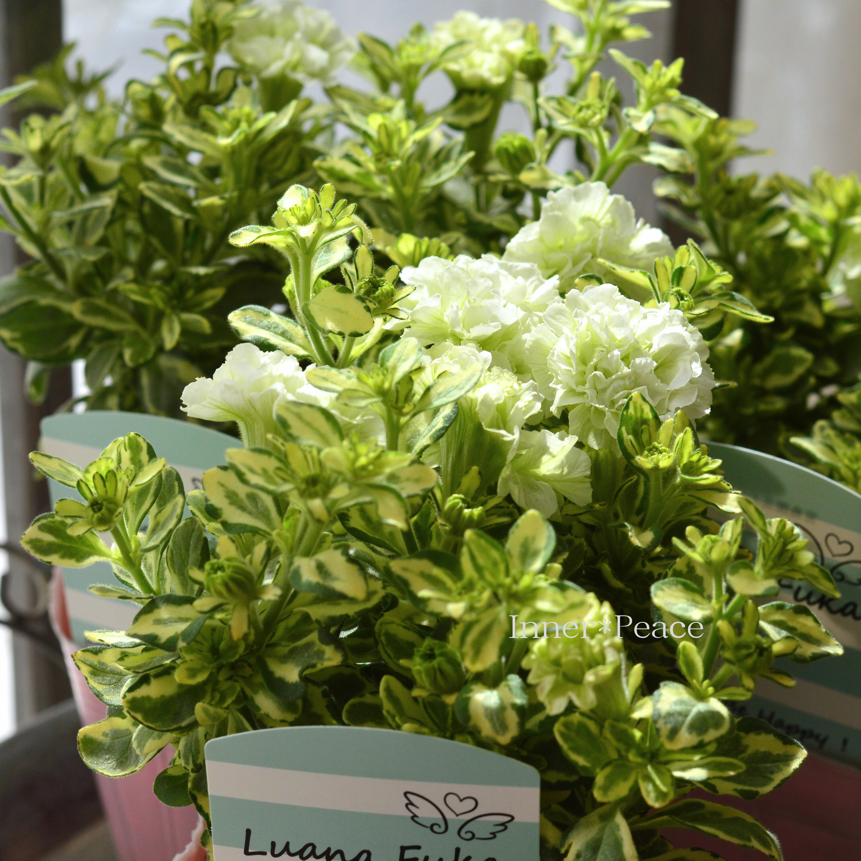 【希少】 斑入りペチュニア 『ルアナフーカ』 3.5寸POT