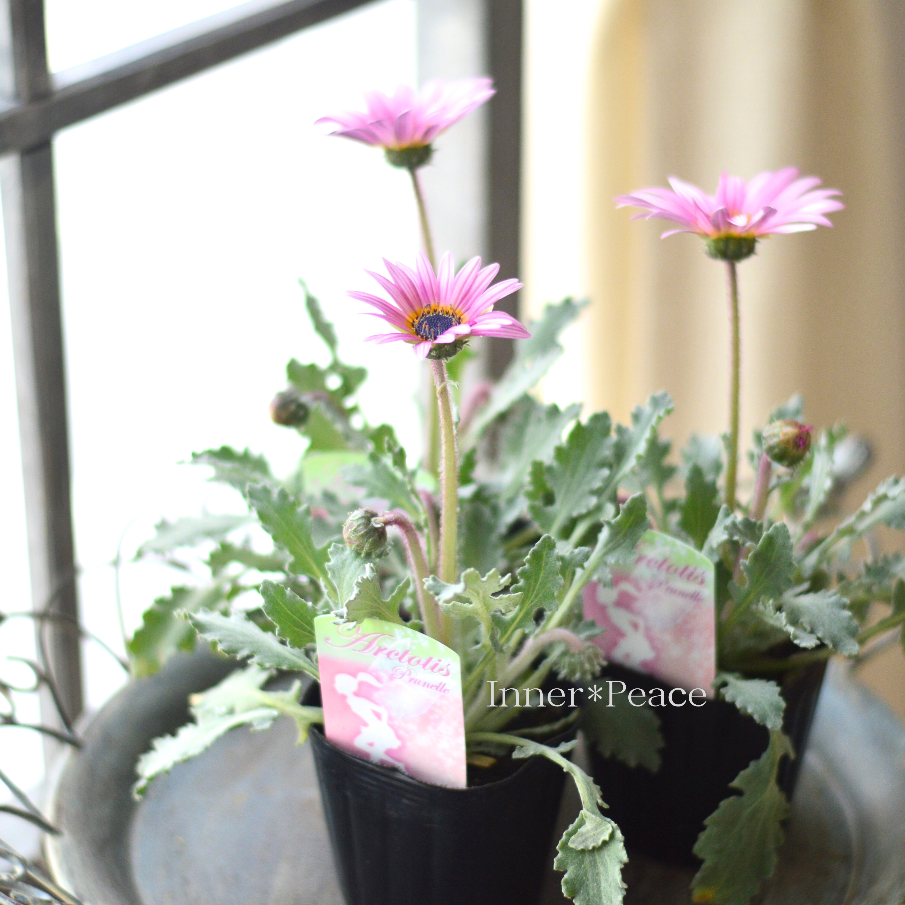 【かわいい】 アークトチス 『プリュネル』 3寸POT