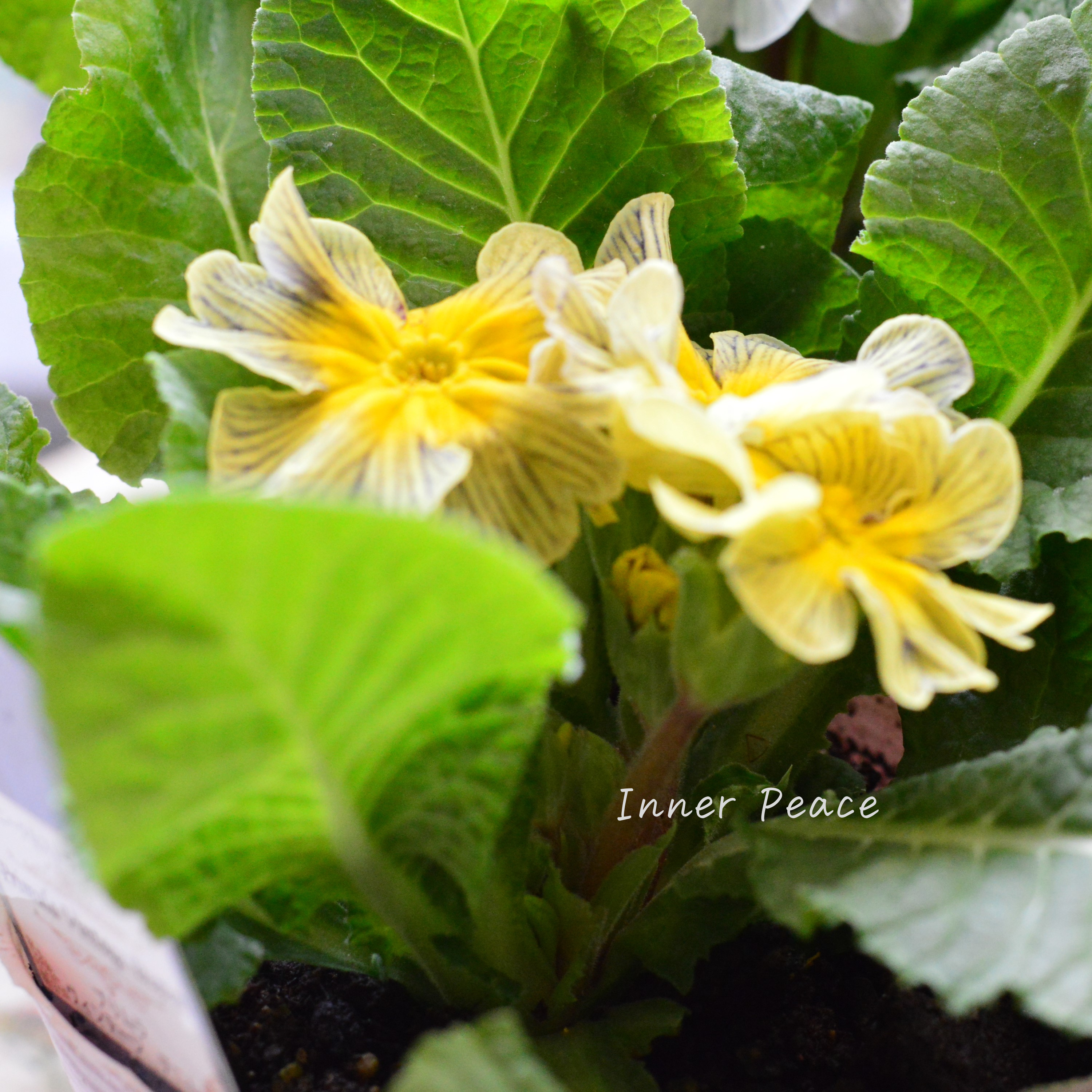 【個性的】 プリムラ 『ヴィンテージデニム』 3寸POT