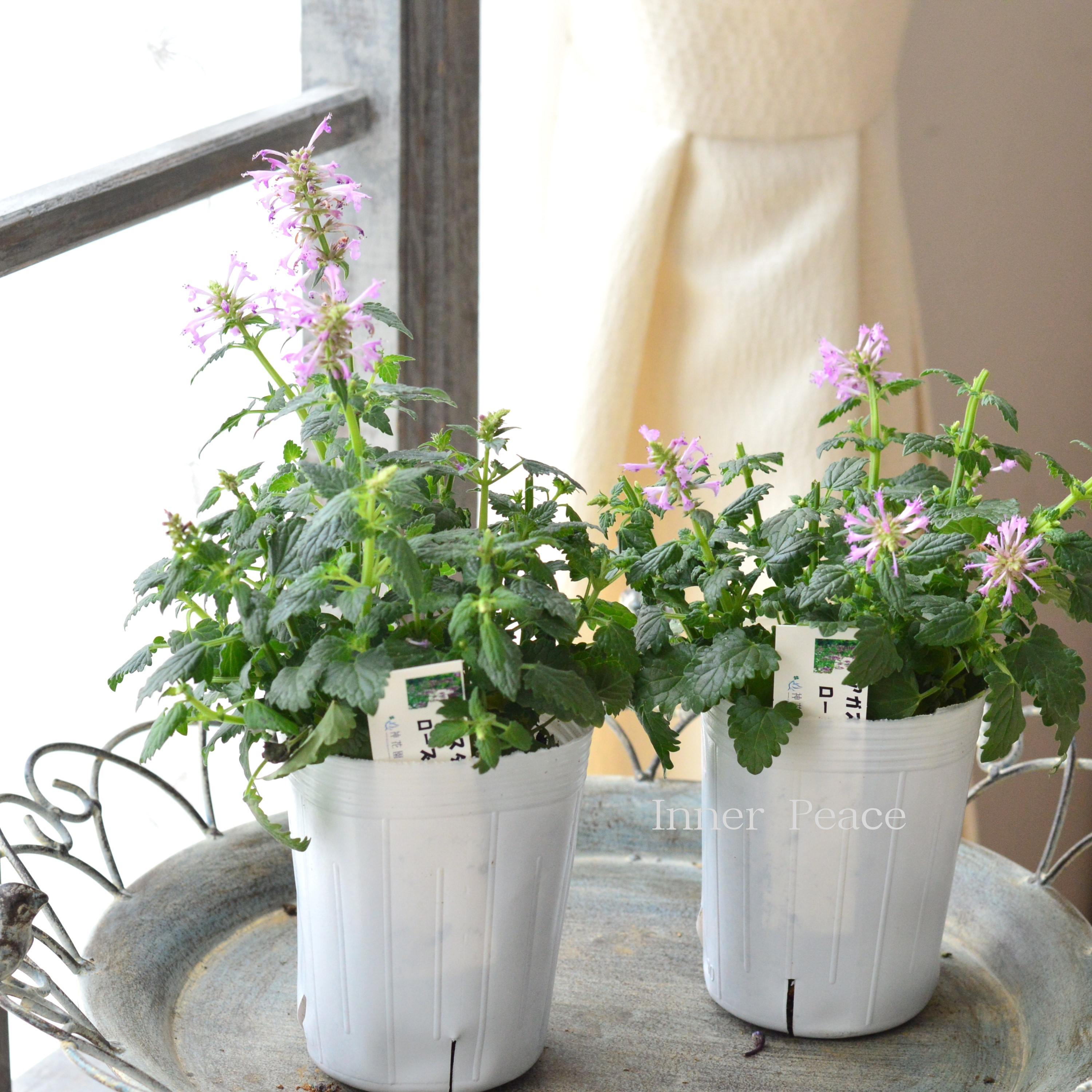 【良い香り】 アガスターシェ 『ローズミント』 3寸ロングPOT