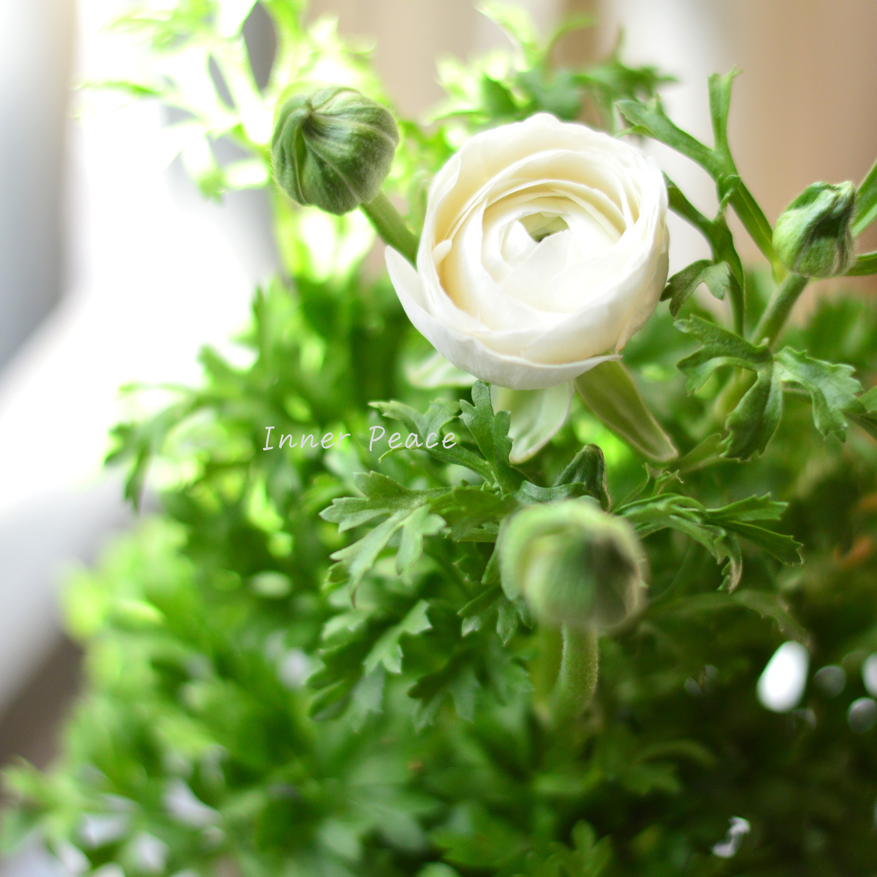 【かわいい】 ラナンキュラス 『スプリンクル・ホワイト』 3.5寸POT