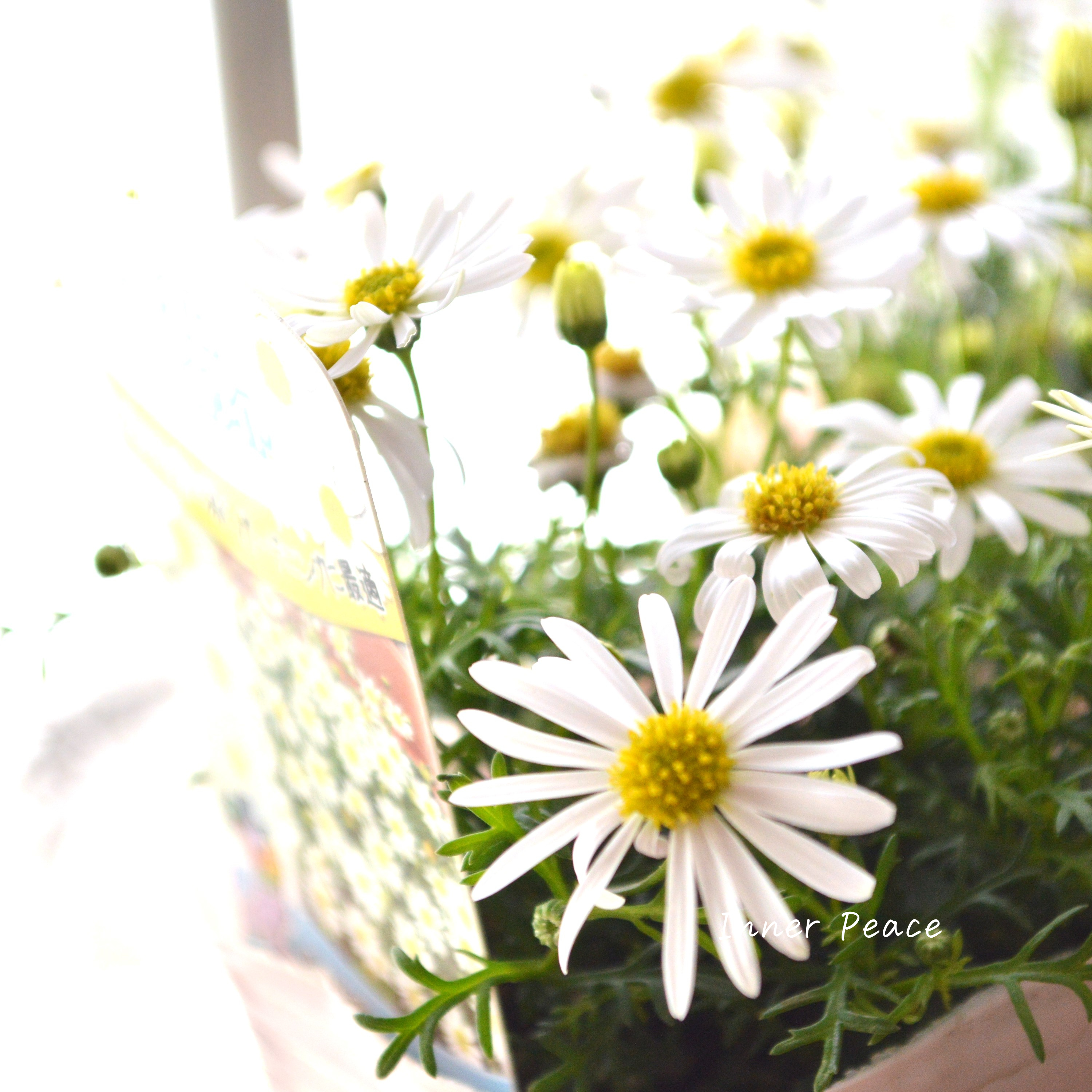 【かわいい】 ブラキカム 『スープリームホワイト』 3寸POT