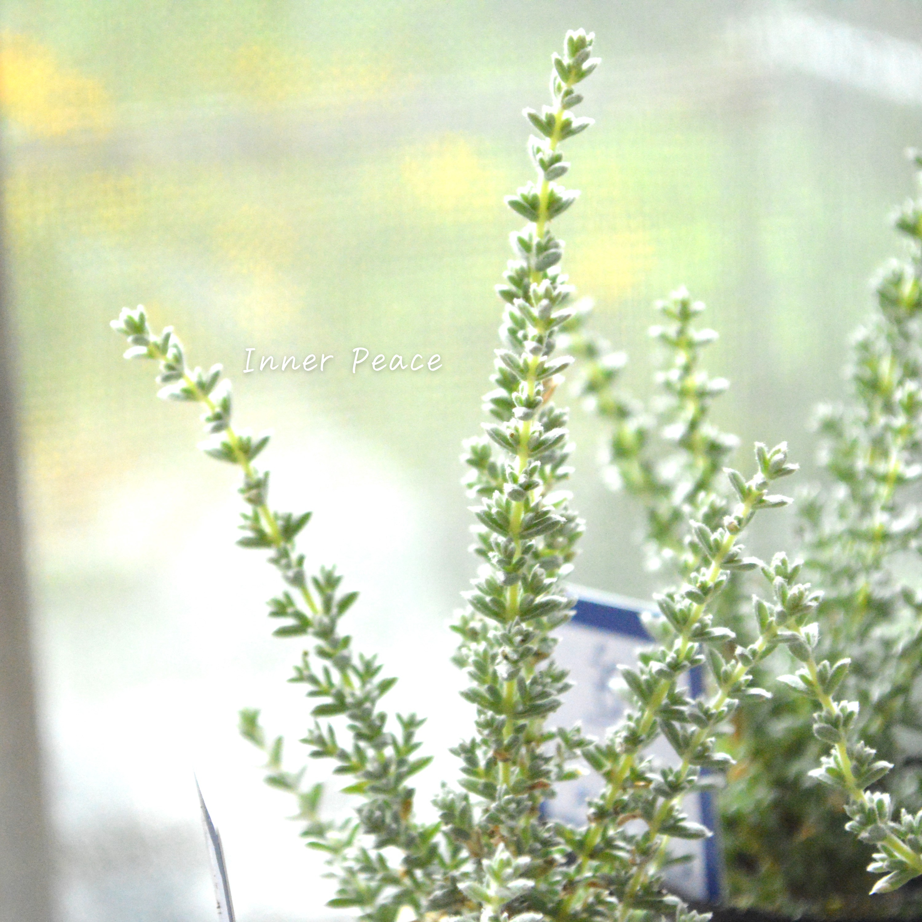 【希少】 メイレアナ 『ブルーブッシュ』 2.5寸ロングPOT