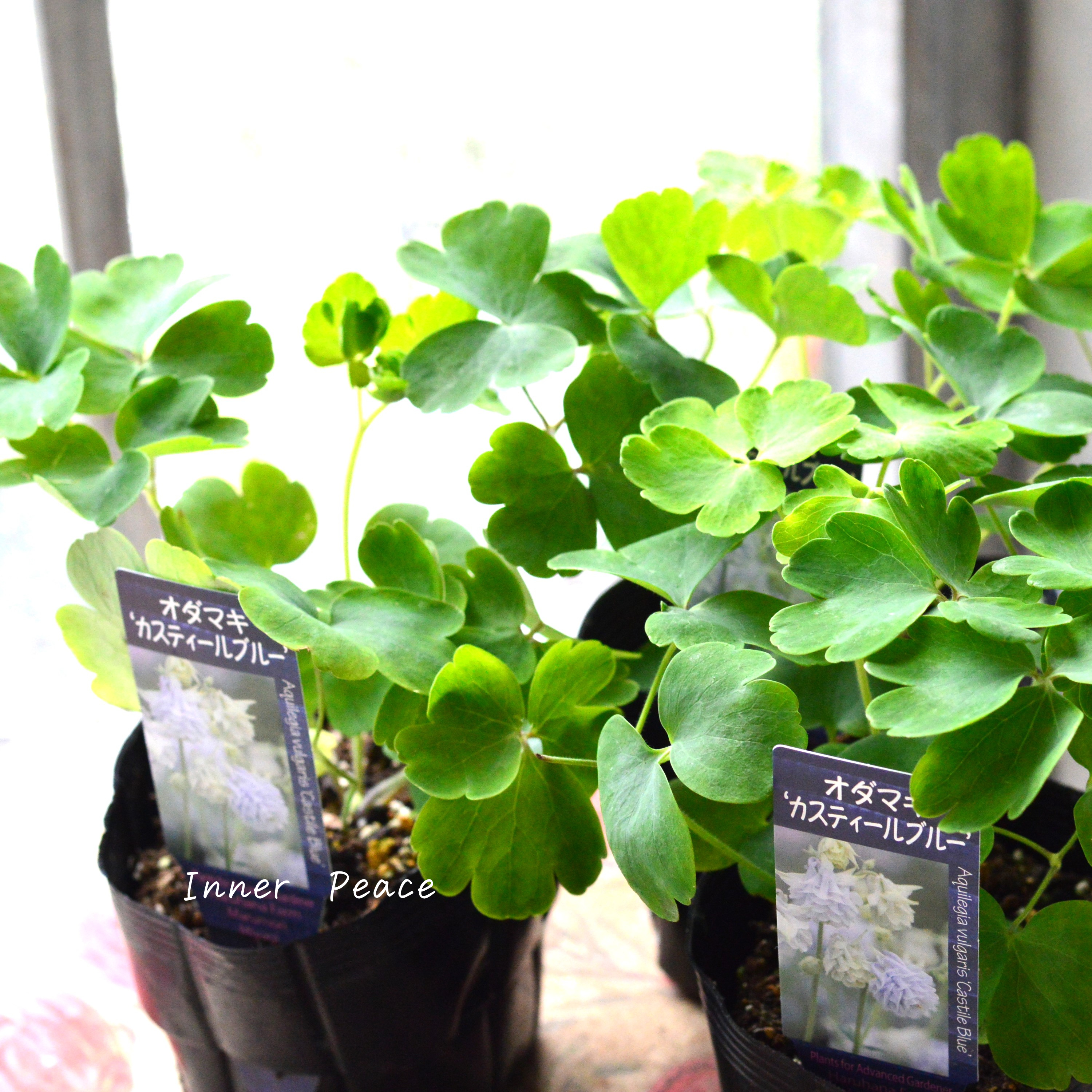 【希少】 八重咲きオダマキ 『カスティールブルー』 3.5寸POT