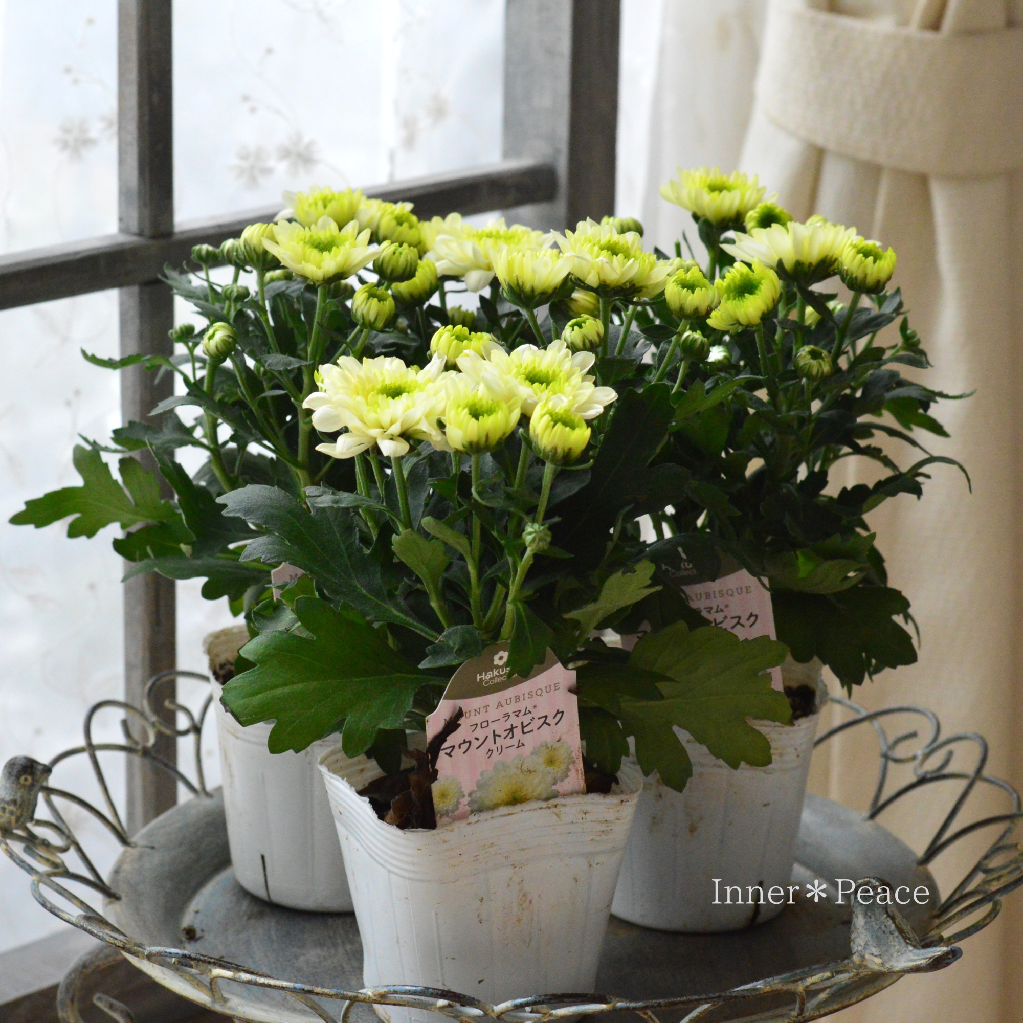 【秋の花】 クリサンセマム 『マウントオービスク・クリーム』 3.5寸POT
