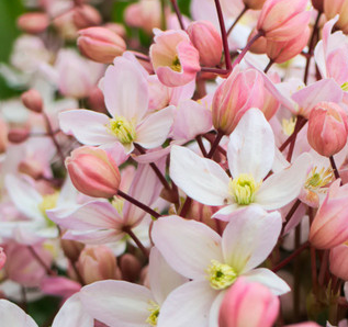 【香る】 クレマチス(アーマンディ系) 『アップルブロッサム』 4.5寸POT