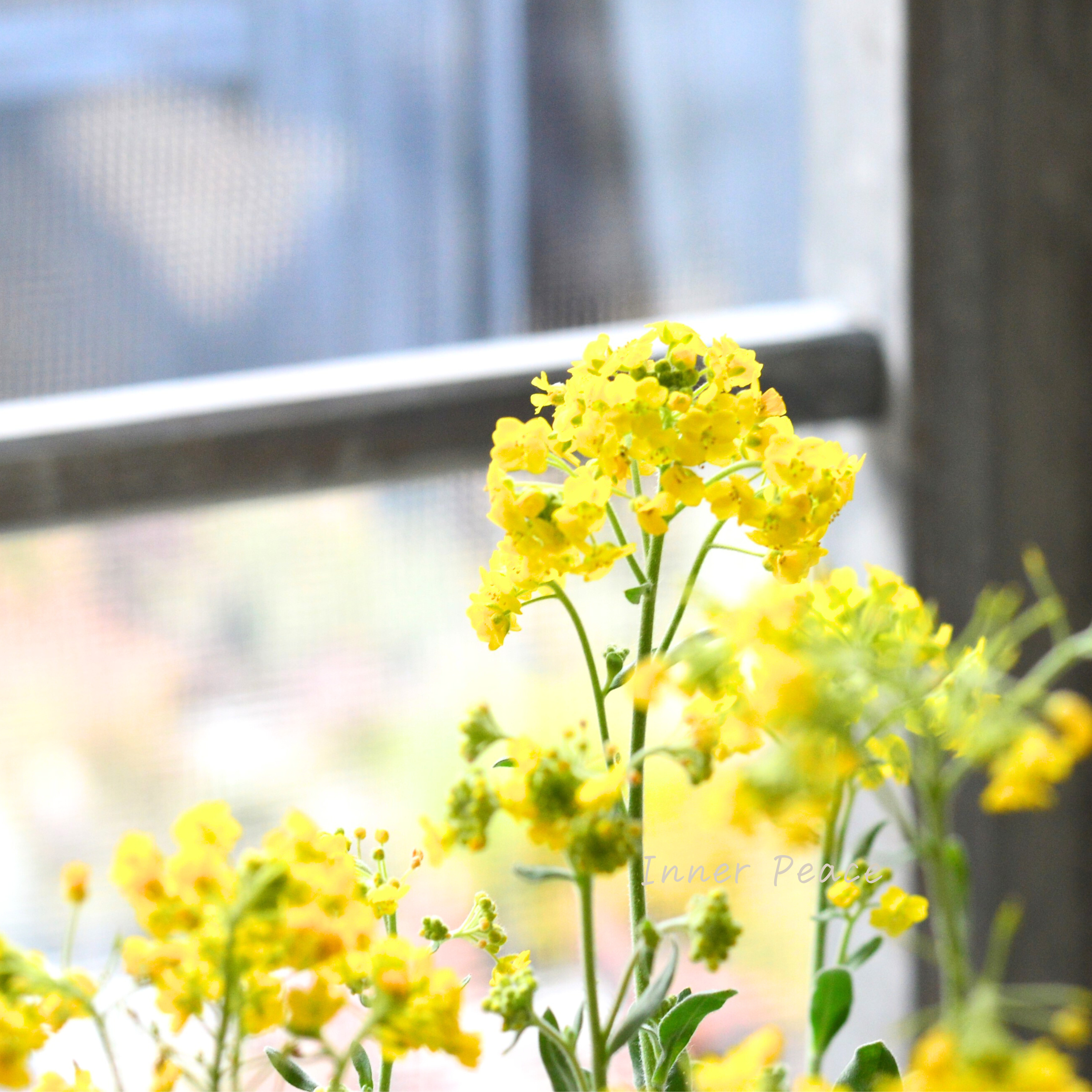 【宿根】 アリッサム サクサティーレ 『サミット』 3.5寸POT