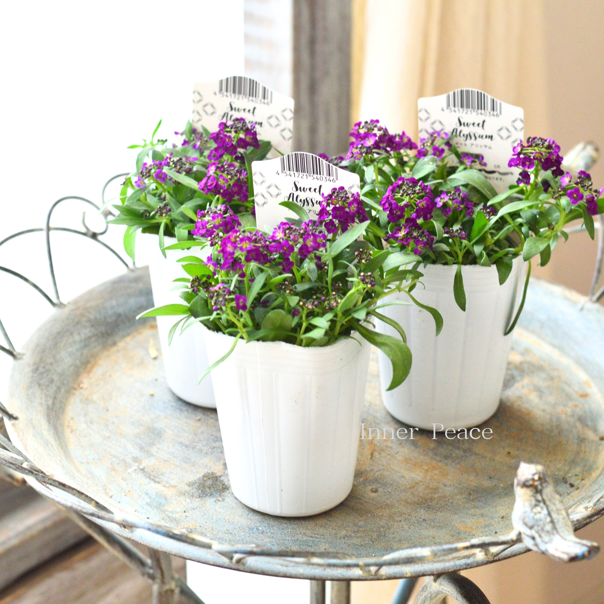 【かわいい】 スイートアリッサム 『アルーレ・ディープパープル』 2.5寸POT