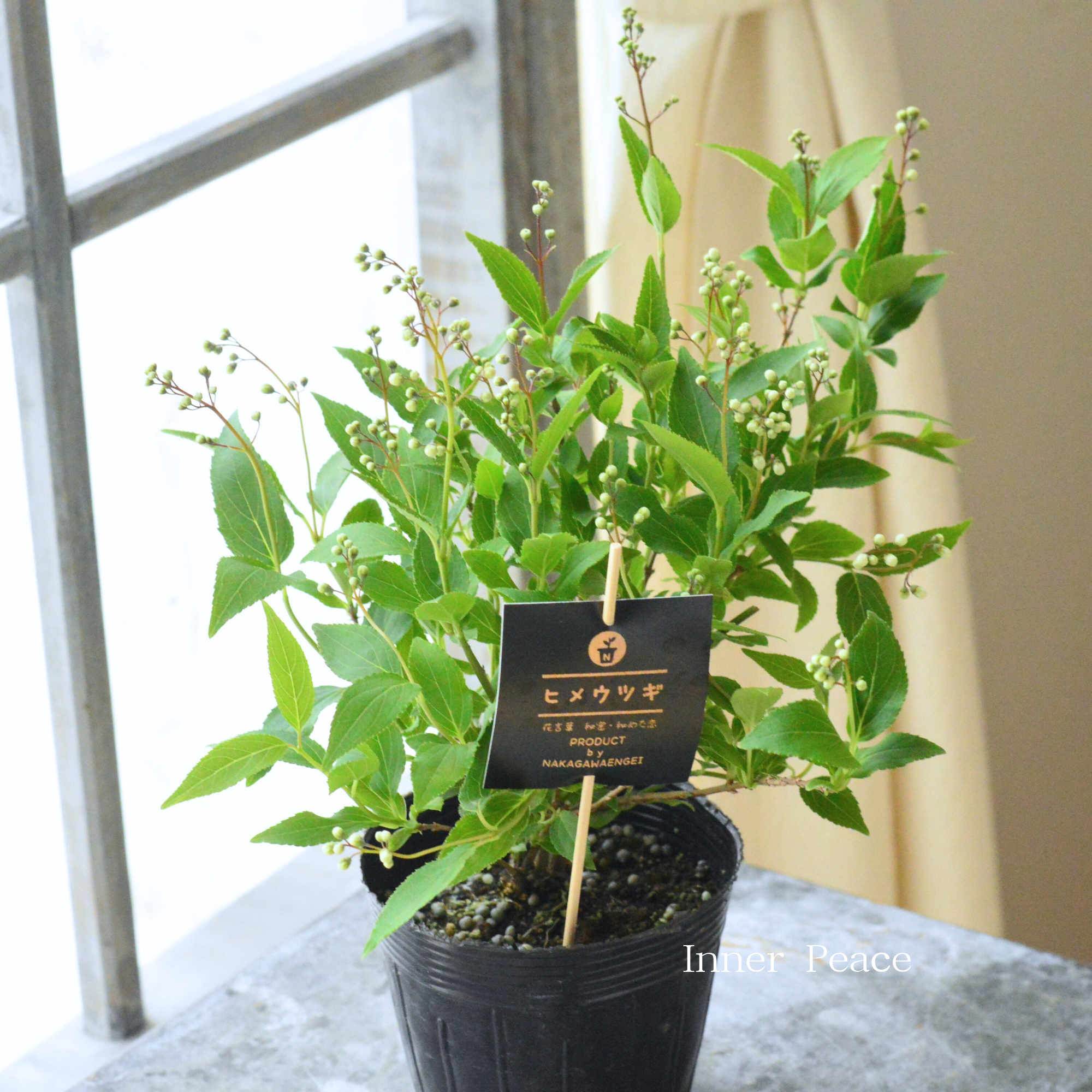 ヒメウツギ(ウノハナ) 3.5寸POT