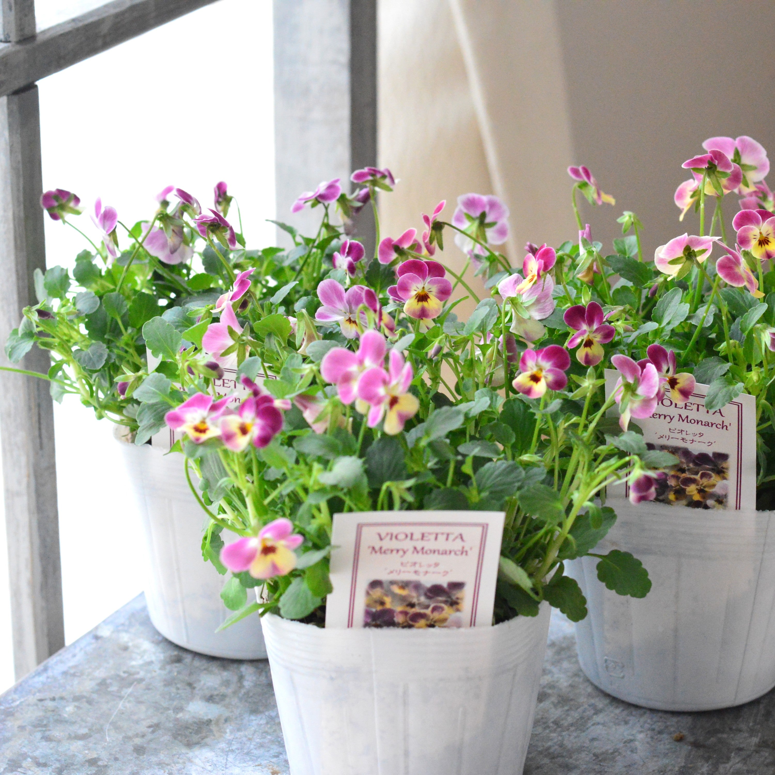 【かわいい】 小輪ビオラ ビオレッタ 『メリーモナーク』 3.5寸POT