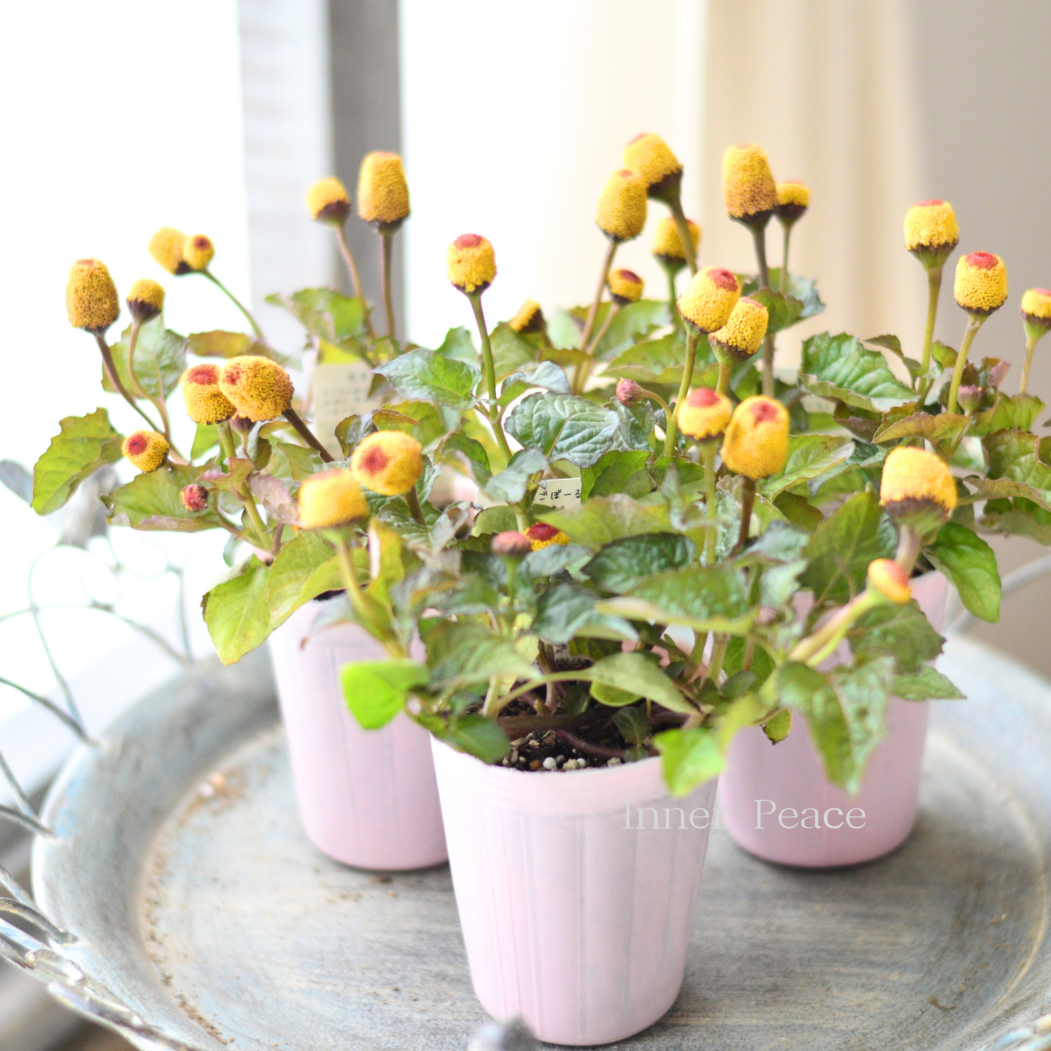 PROTEA 簡単　世界に一つ 超貴重 Euphorbia fusca ユーフォルビア フスカ タコモノ 多肉