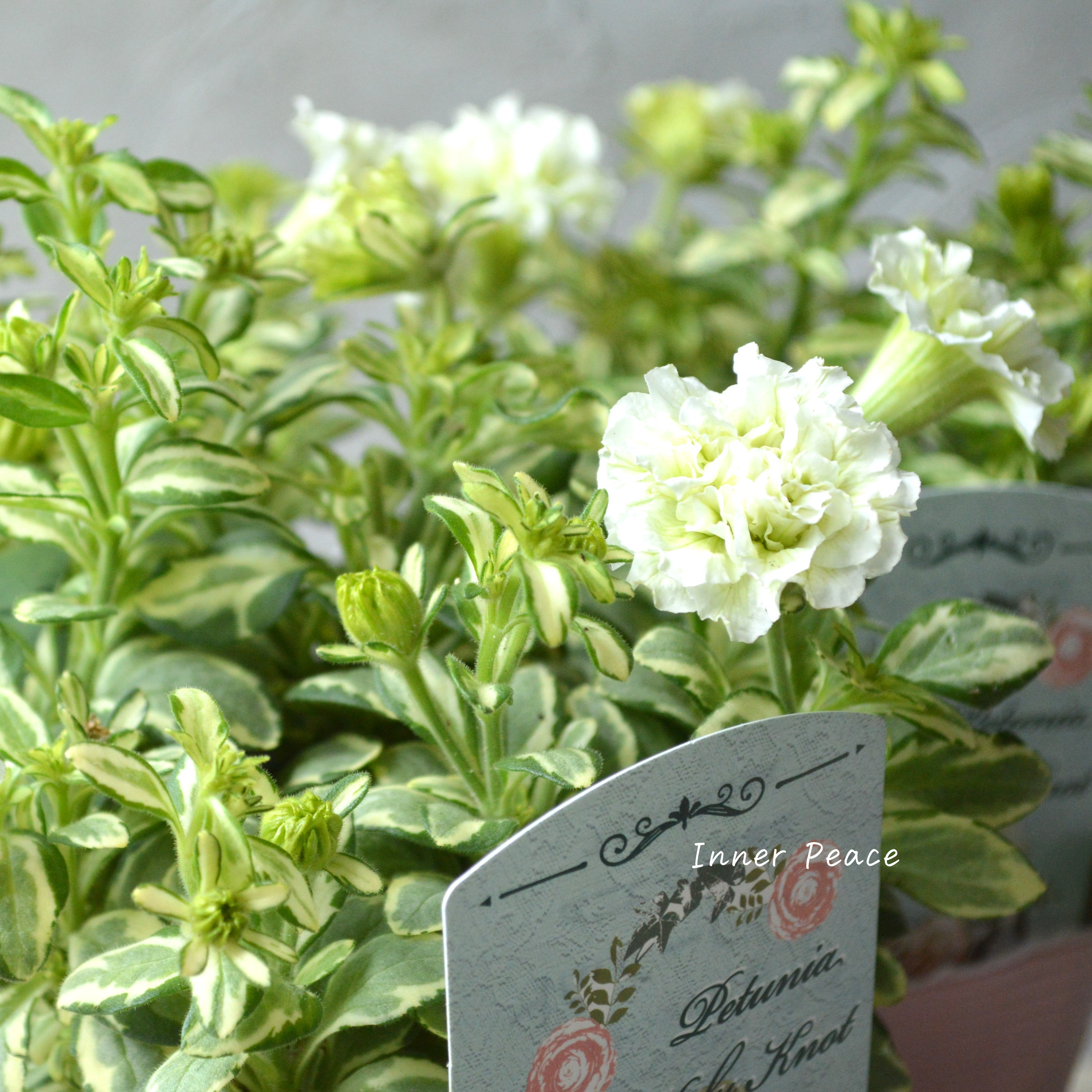 【希少】 斑入りペチュニア 『ホーリーノット』 3.5寸POT