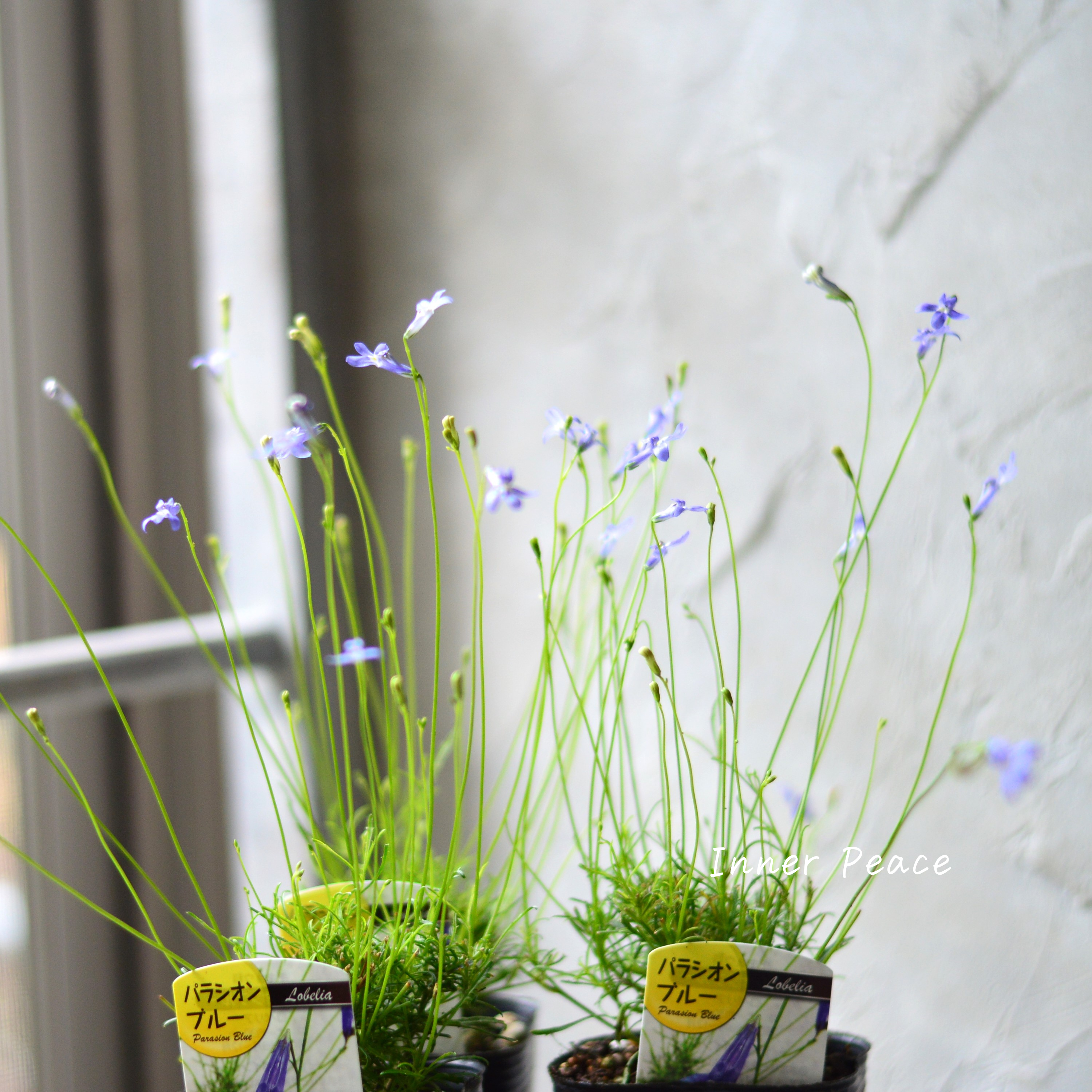 【開花期が長い】 ロベリア 『パラシオンブルー』 3寸POT