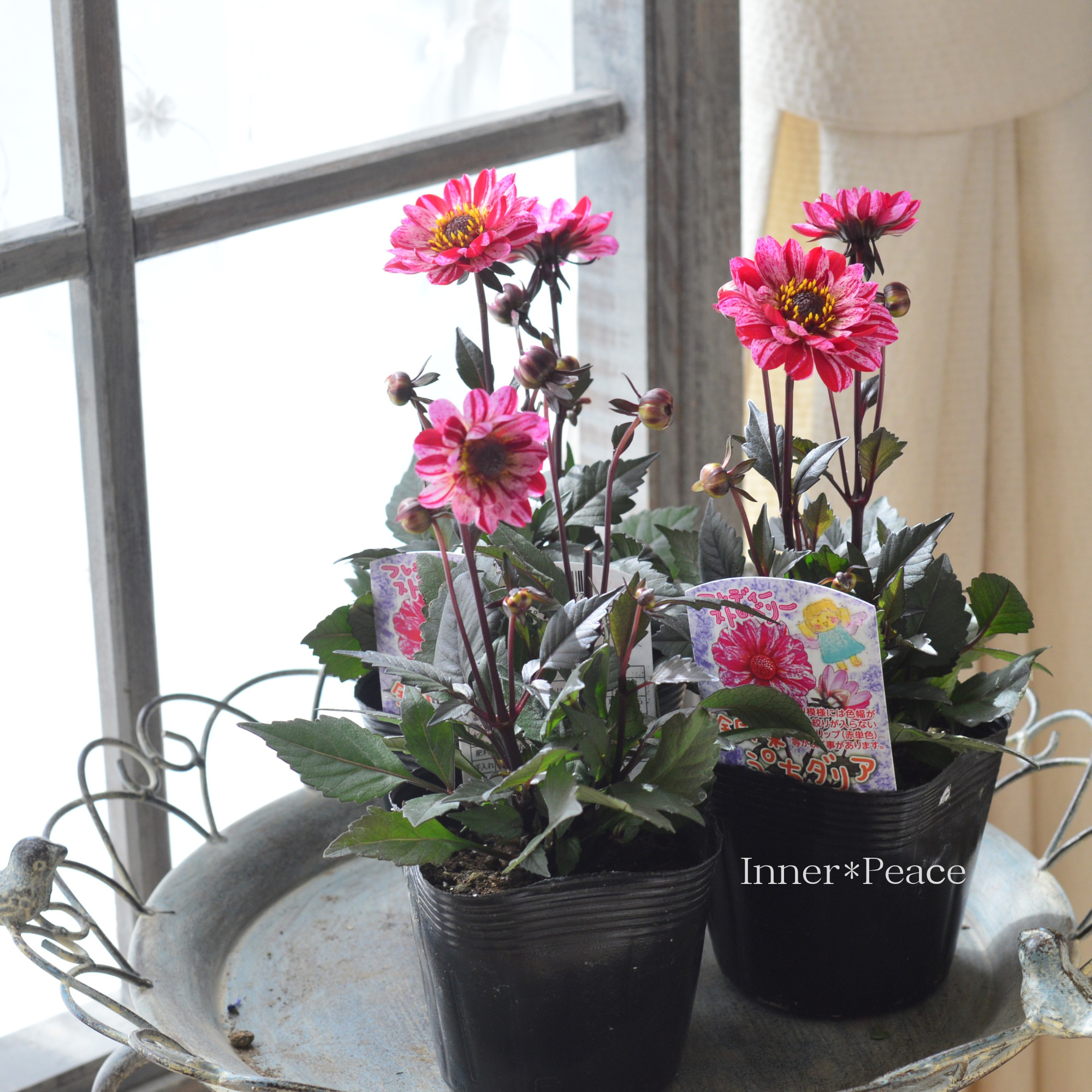 【宿根】 銅葉 ぷちダリア 『フレディーストロベリー』 3.5寸POT