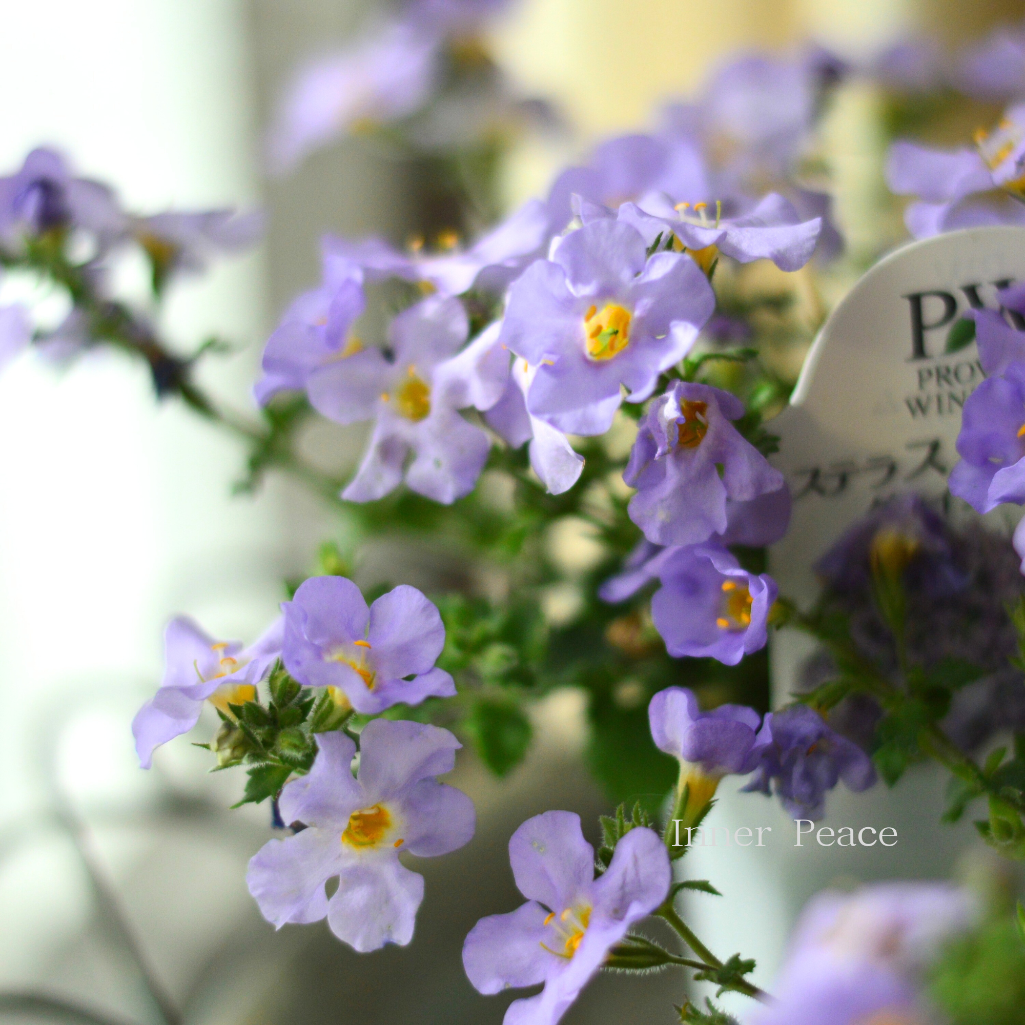 【PW】 ステラ 『スノーストーム・グレイシアブルー』 2.5寸ロングPOT