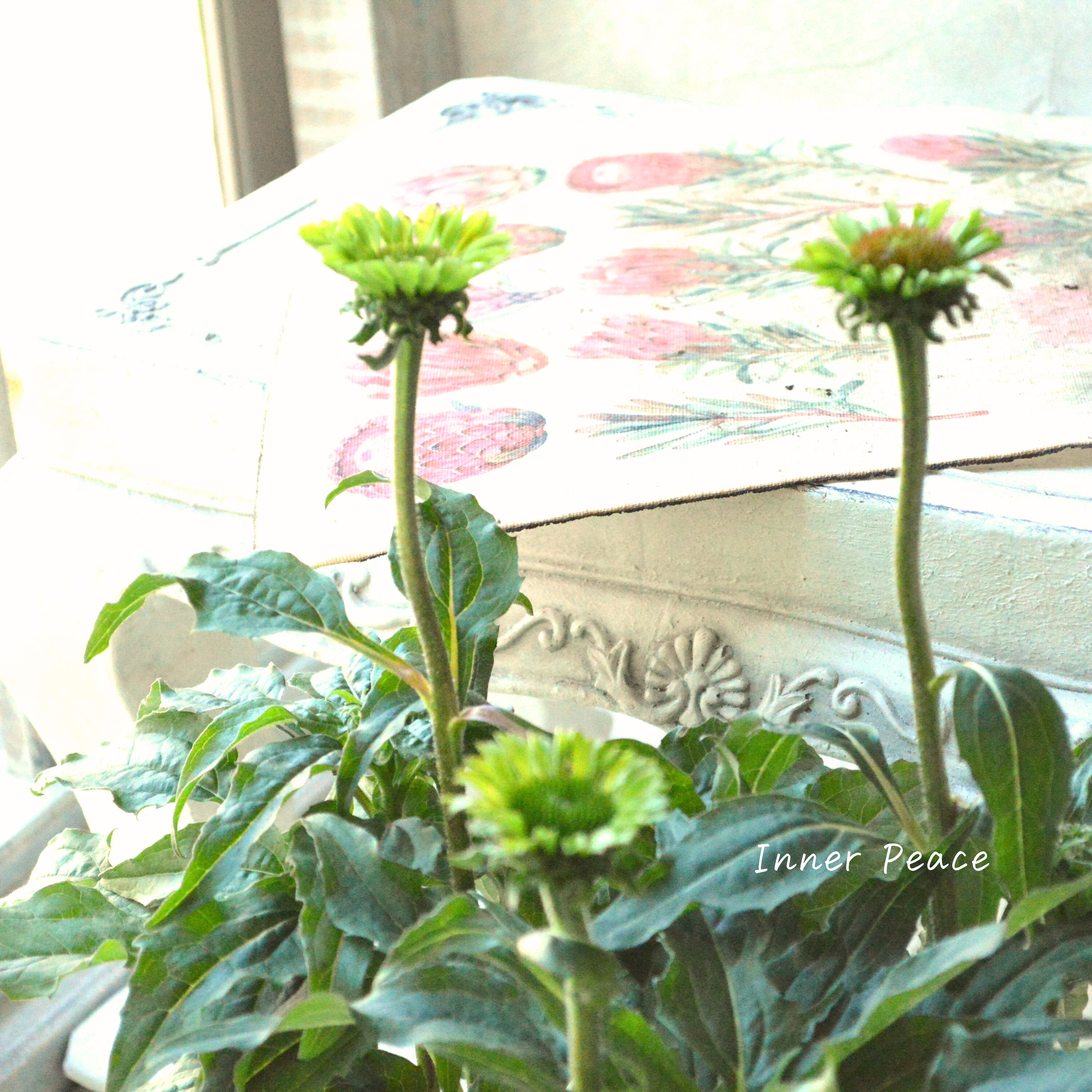 【暑さ寒さに強い】 エキナセア 『プレーリーブレイズ・ヴィンテージライム』 3.5寸POT