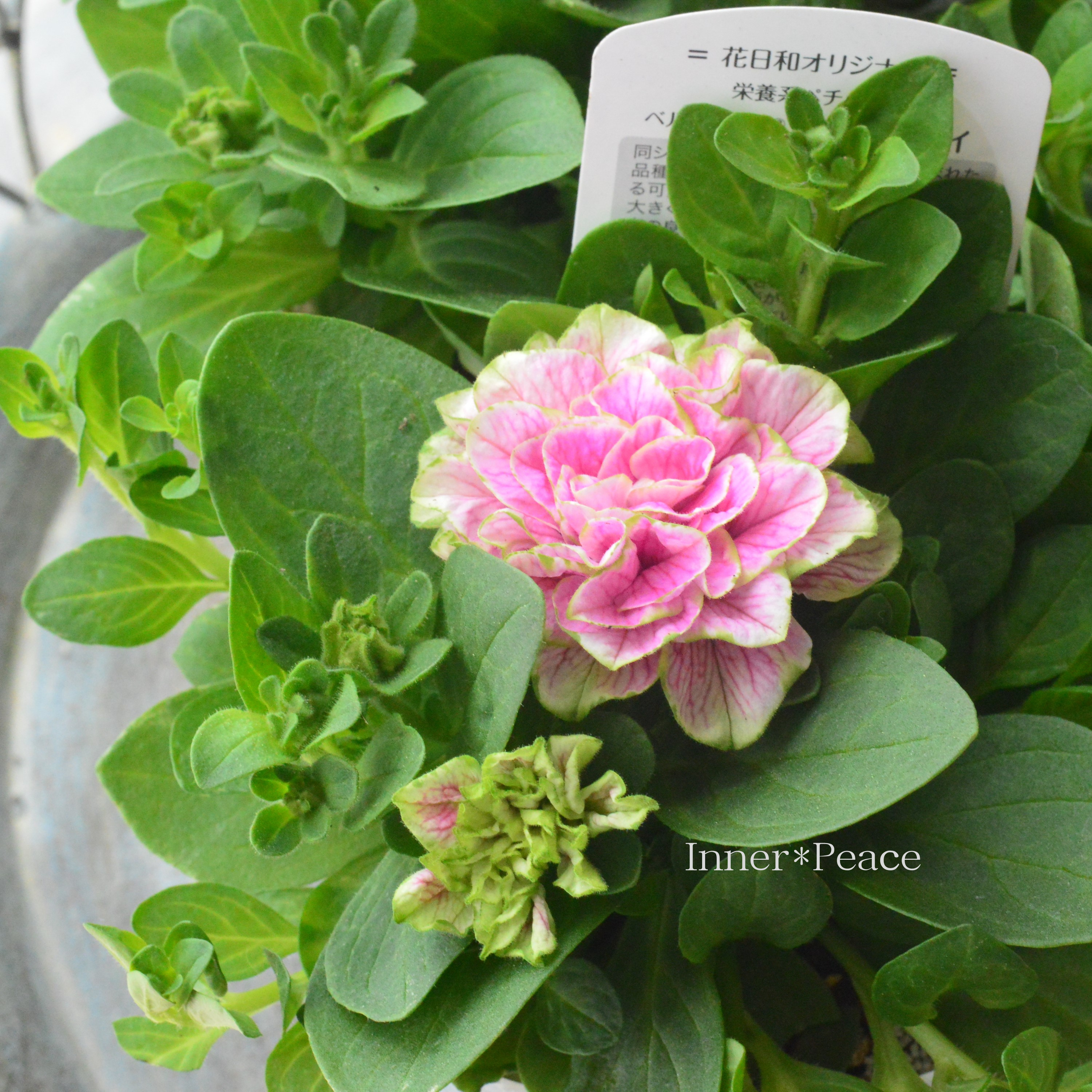 【花日和さんオリジナル】 栄養系ペチュニア 『ベルチャーム・ウエンディ』 3寸ロング~3.5寸POT