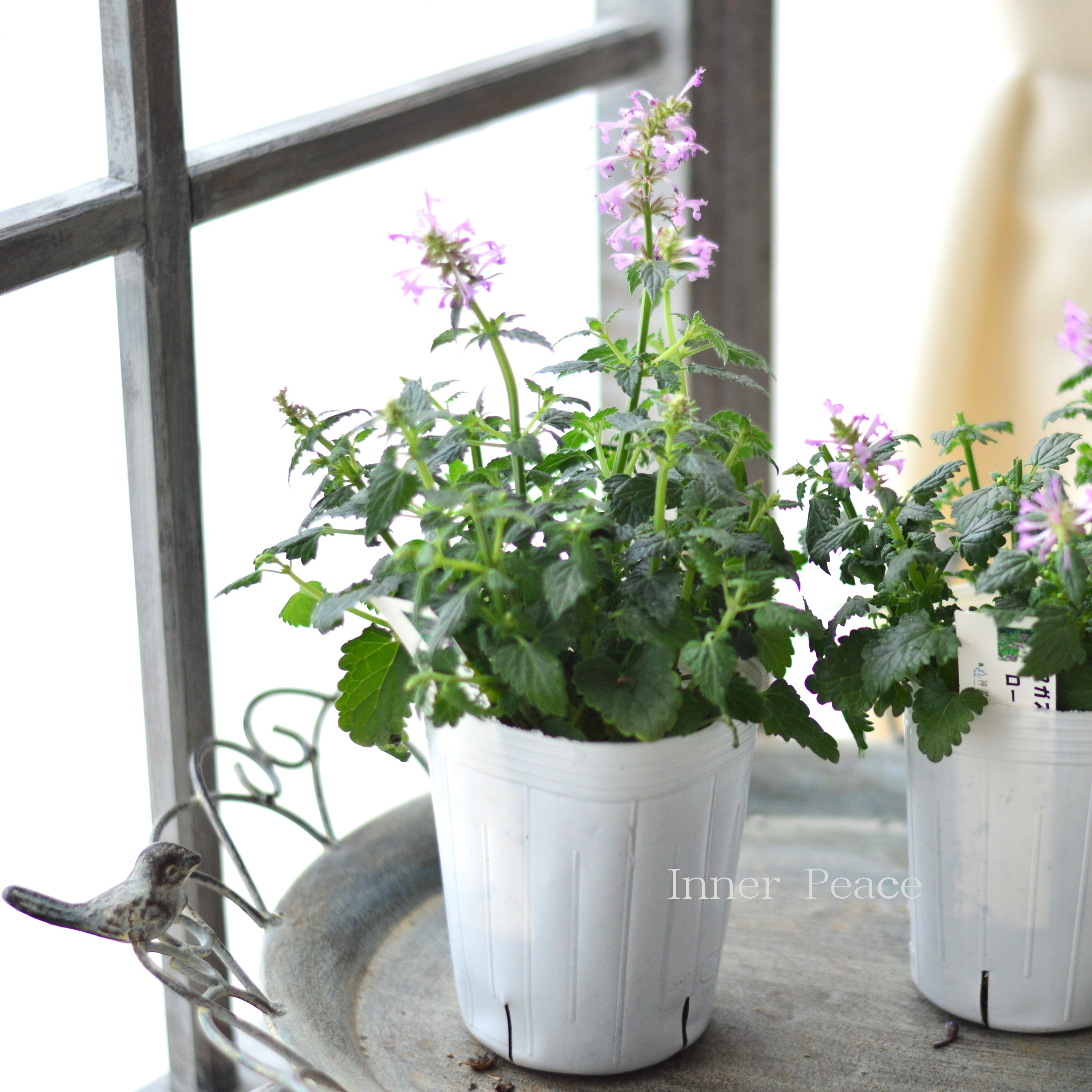 【良い香り】 アガスターシェ 『ローズミント』 3寸ロングPOT