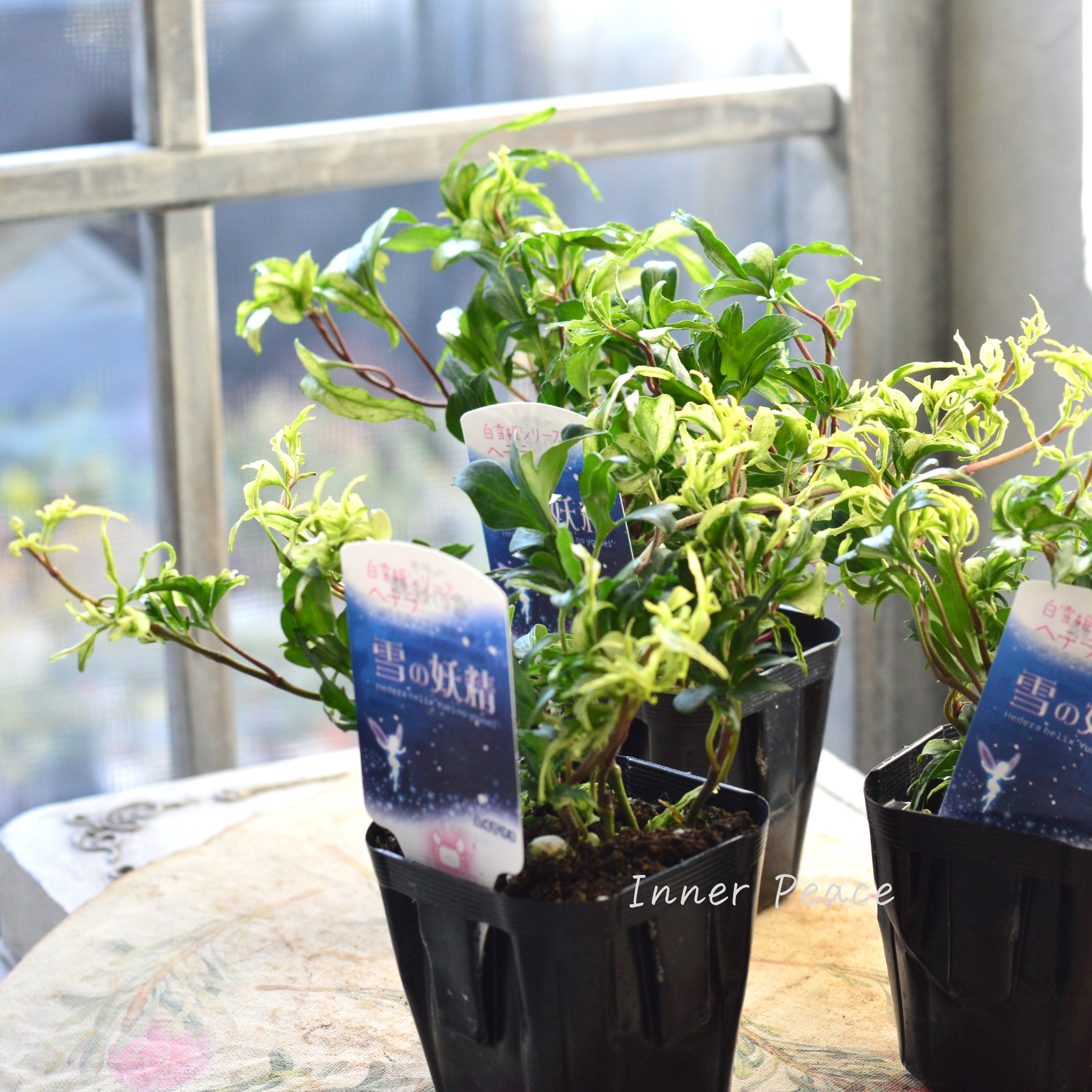 【希少】 ヘデラ 『雪の妖精』 3寸POT