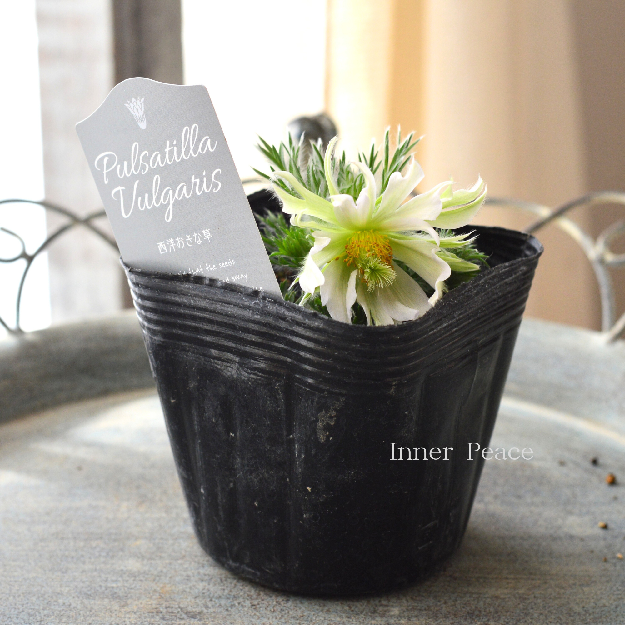 【希少】 八重咲き 西洋オキナグサ 『プルサティラ ブルガリス・ホワイトグリーン系』 3.5寸POT
