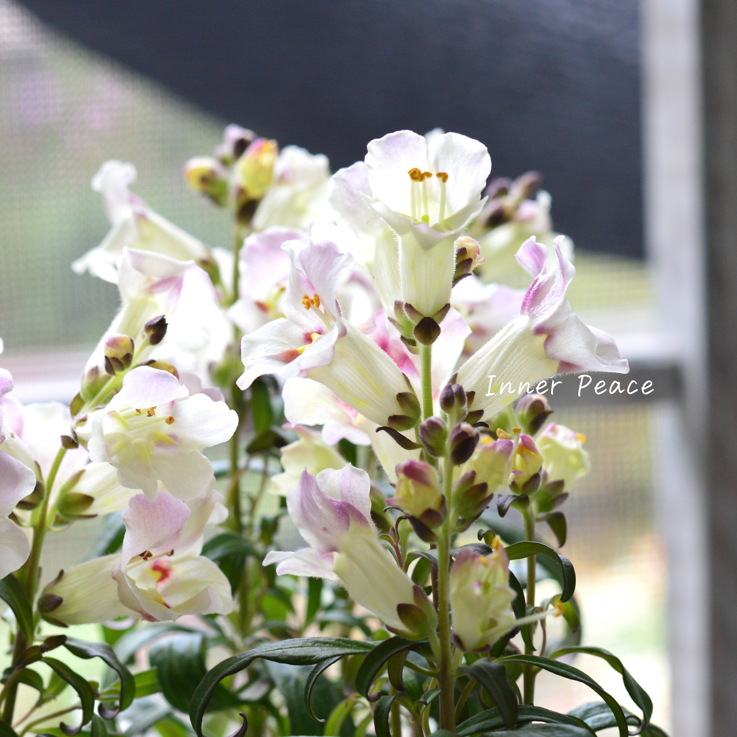 【かわいい】 キンギョソウ 『アンティキティ レモン』 3寸POT