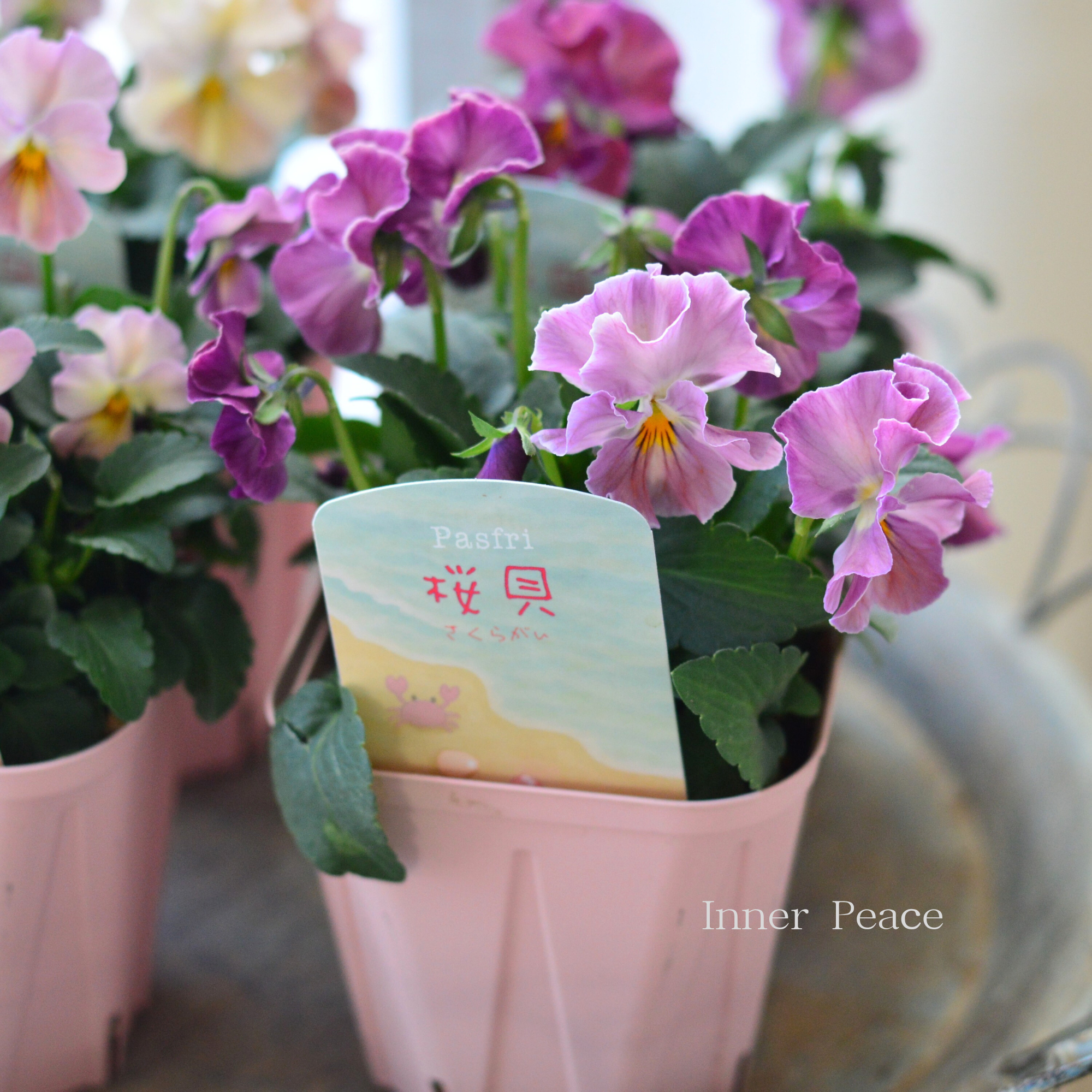 【桂楓園さんオリジナル】 パンジー 『pasfri ~パスフリ~・桜貝』 3.5寸POT
