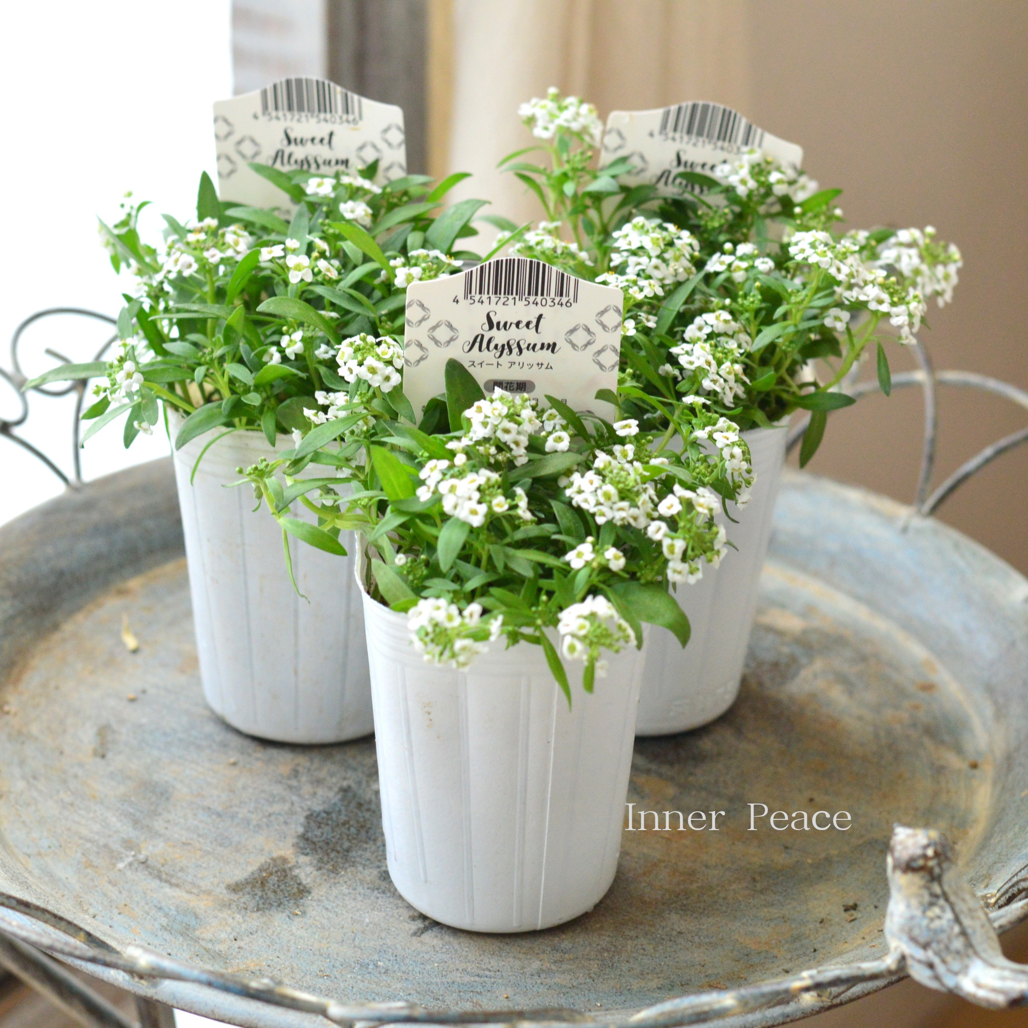 【かわいい】 スイートアリッサム 『アルーレ・ホワイト』 2.5寸POT