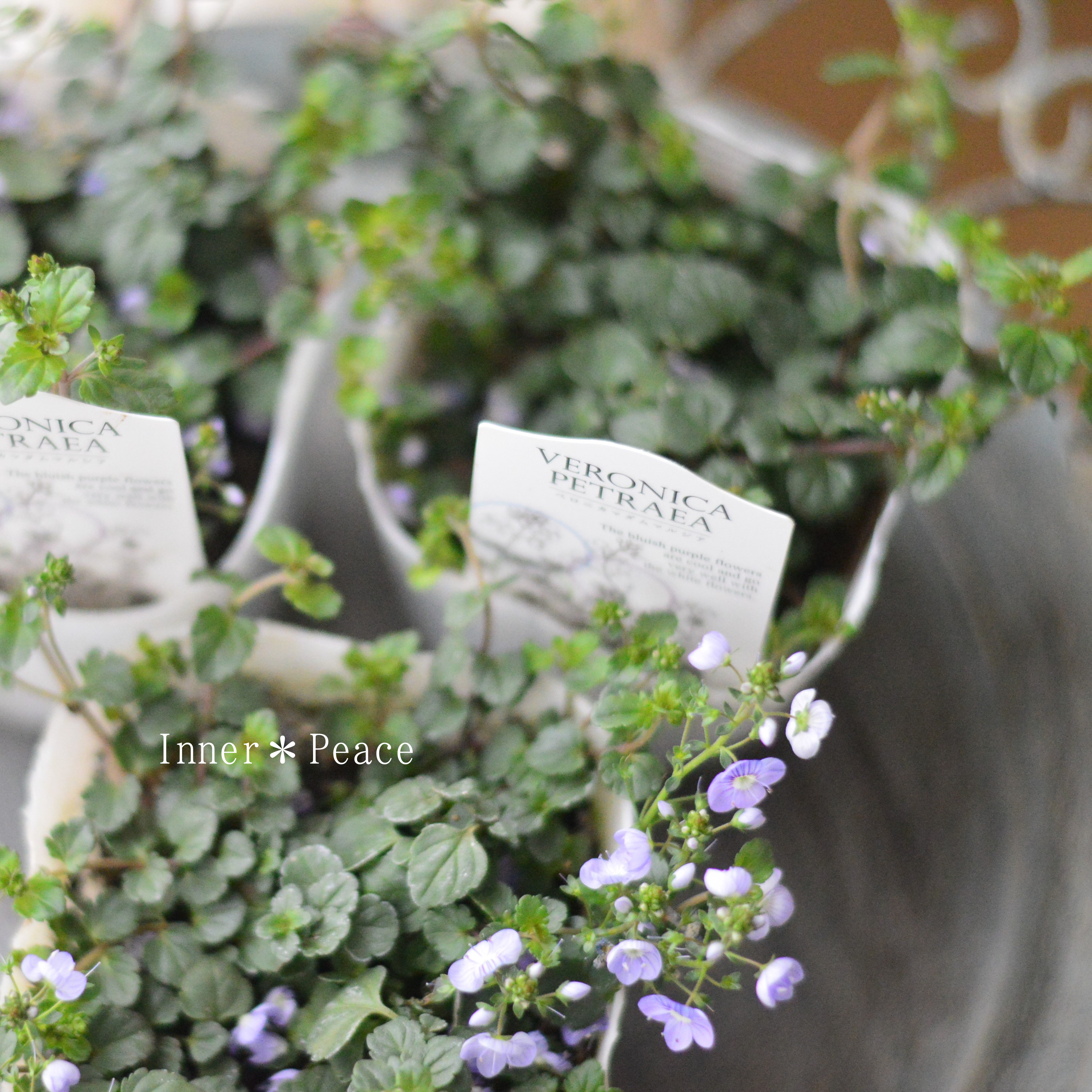 【美しい】 ベロニカ 『マダムマルシア』 3.5寸POT