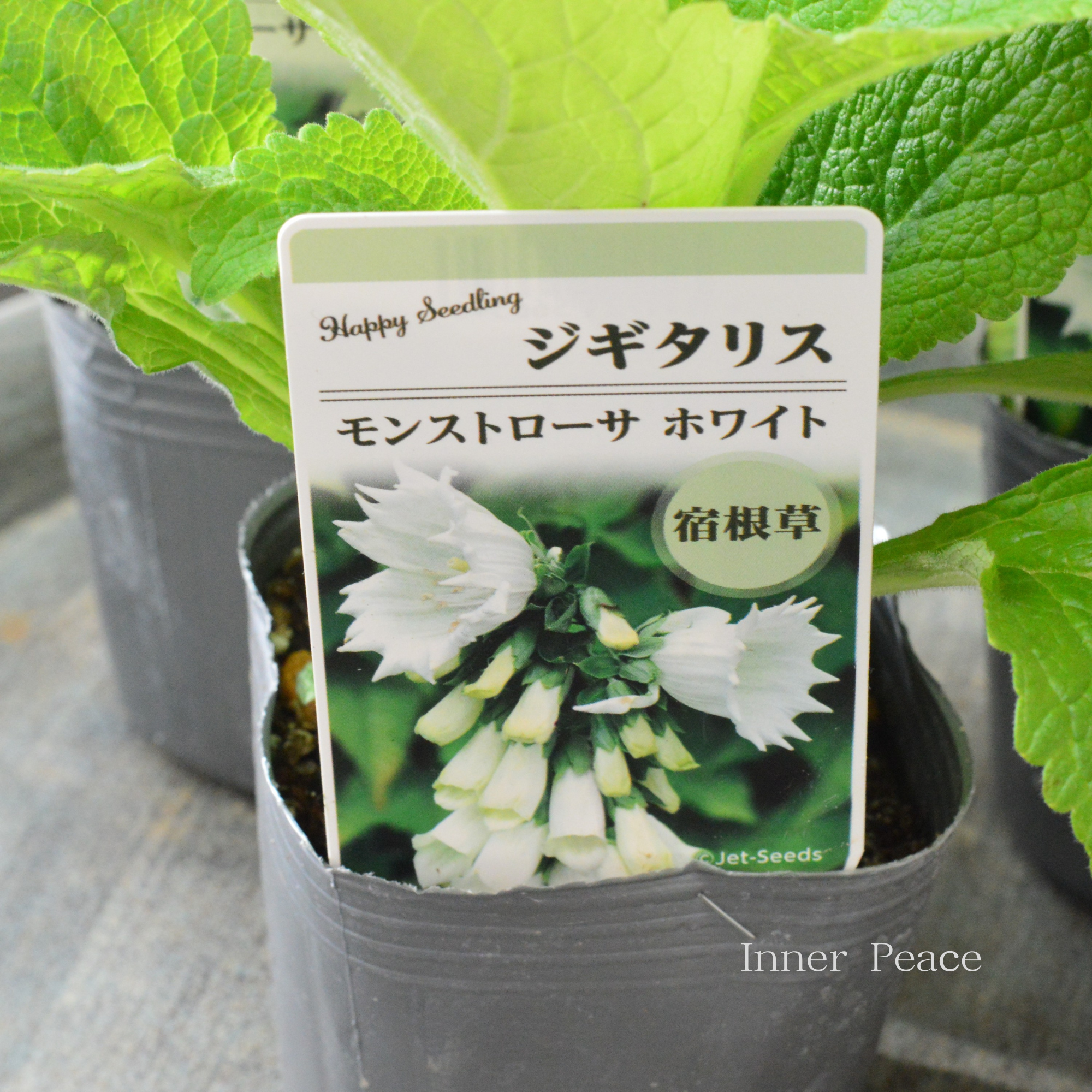 【オシャレ】 ジギタリス 『モントローサ ホワイト』 3寸POT