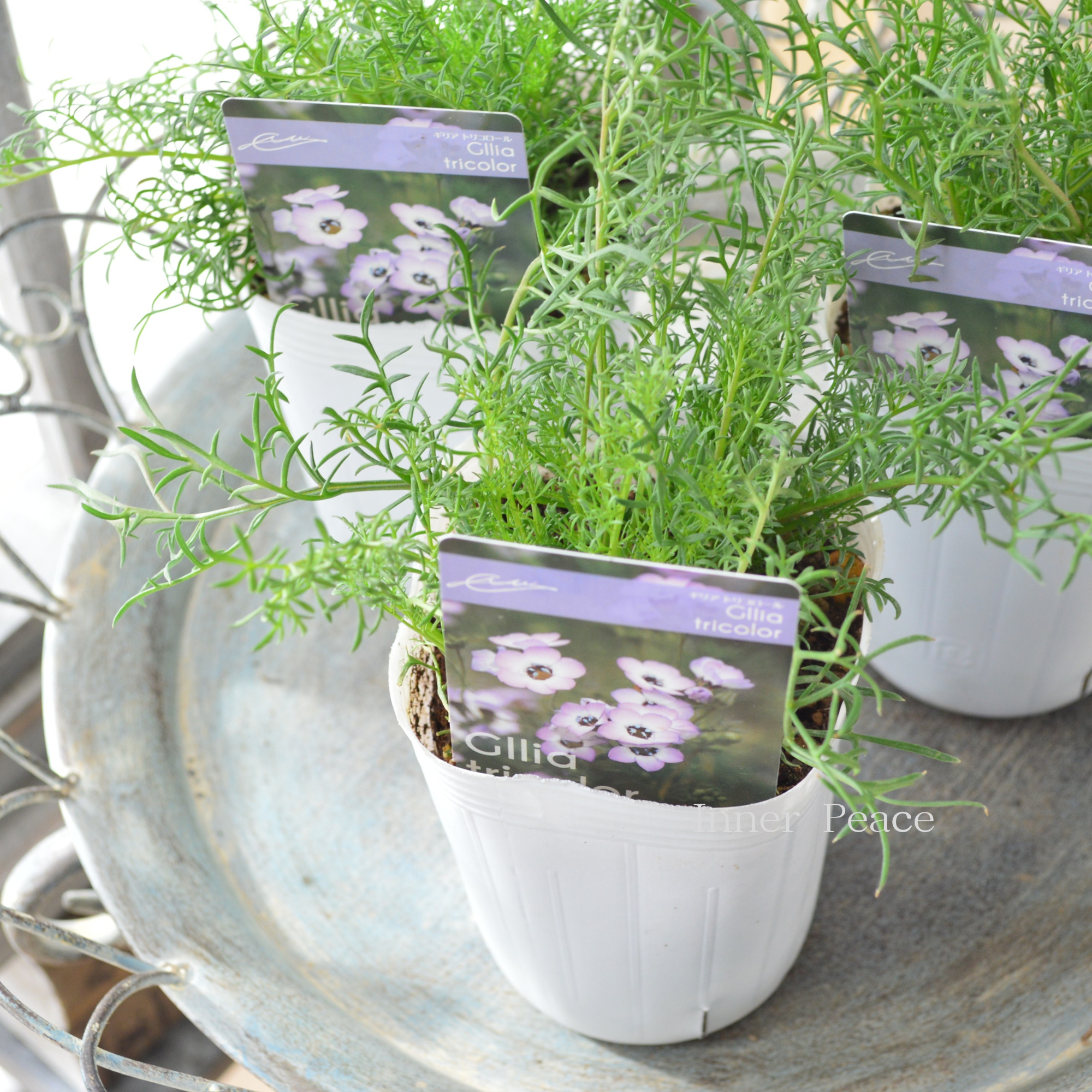 【美しい】 ギリア 『トリコロール』 植え込み用 3寸POT