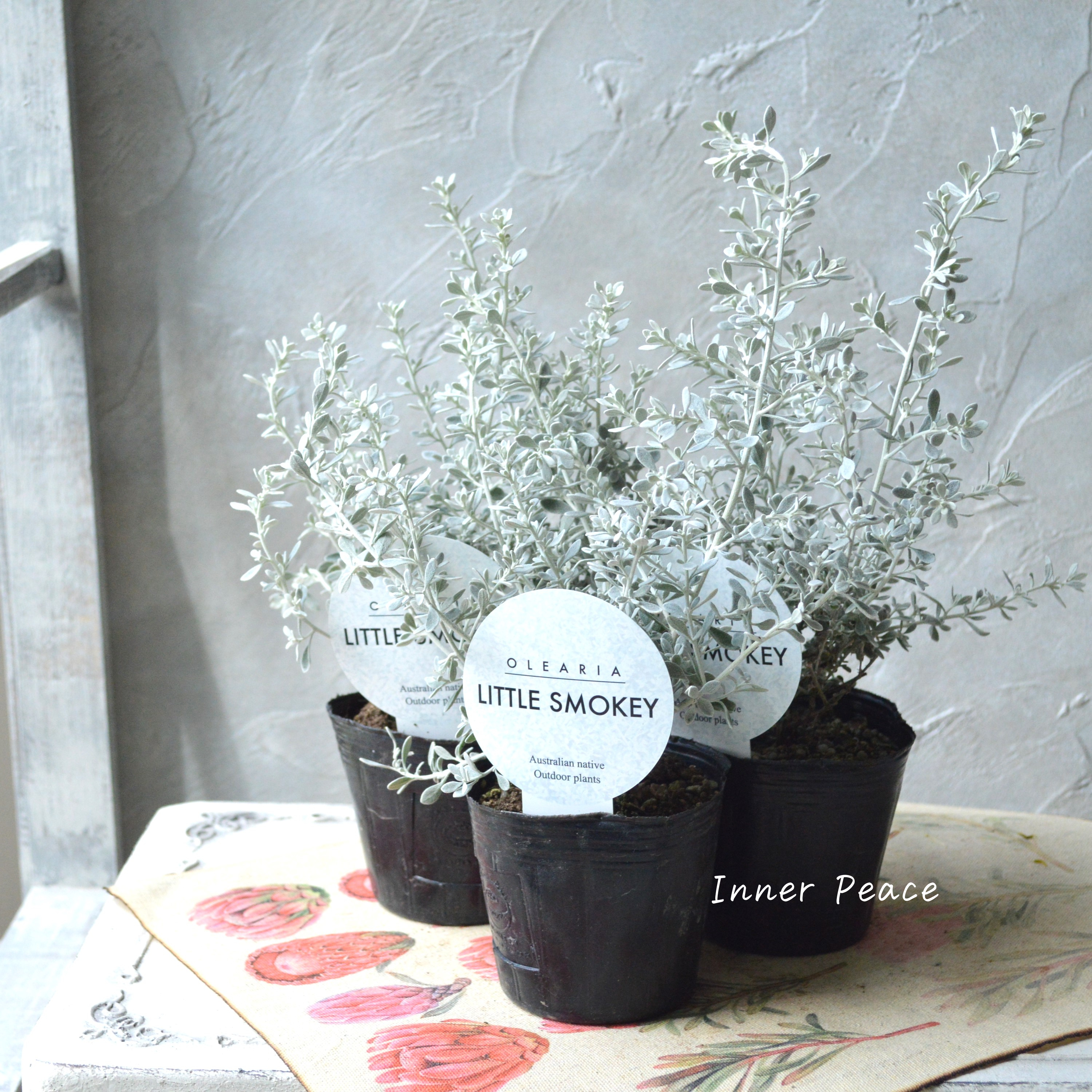 【寄せ植えに】 オレアリア 『リトルスモーキー』 3寸POT
