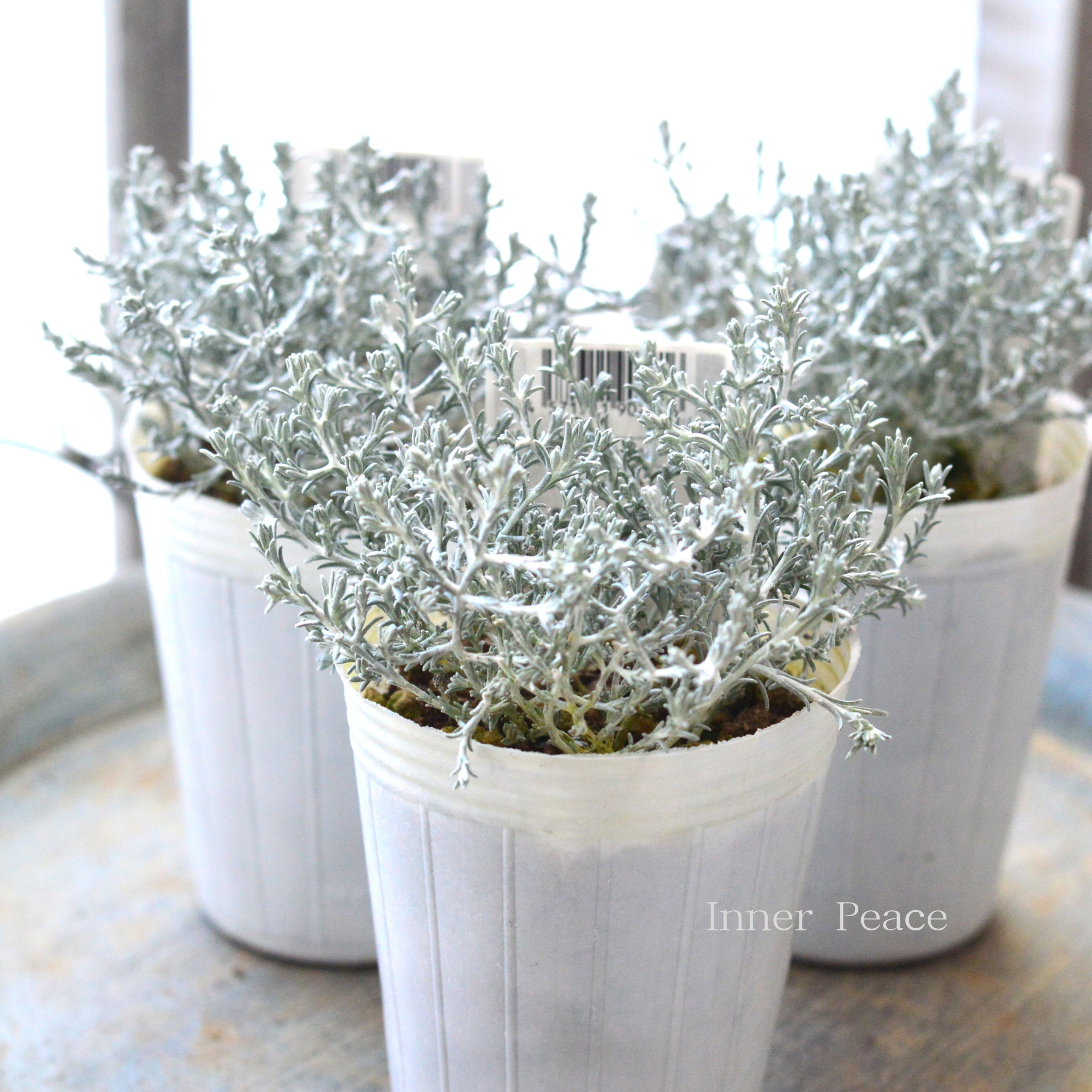 【寄せ植えに】 カロケファルス・プラチーナ 2.5寸~3寸POT