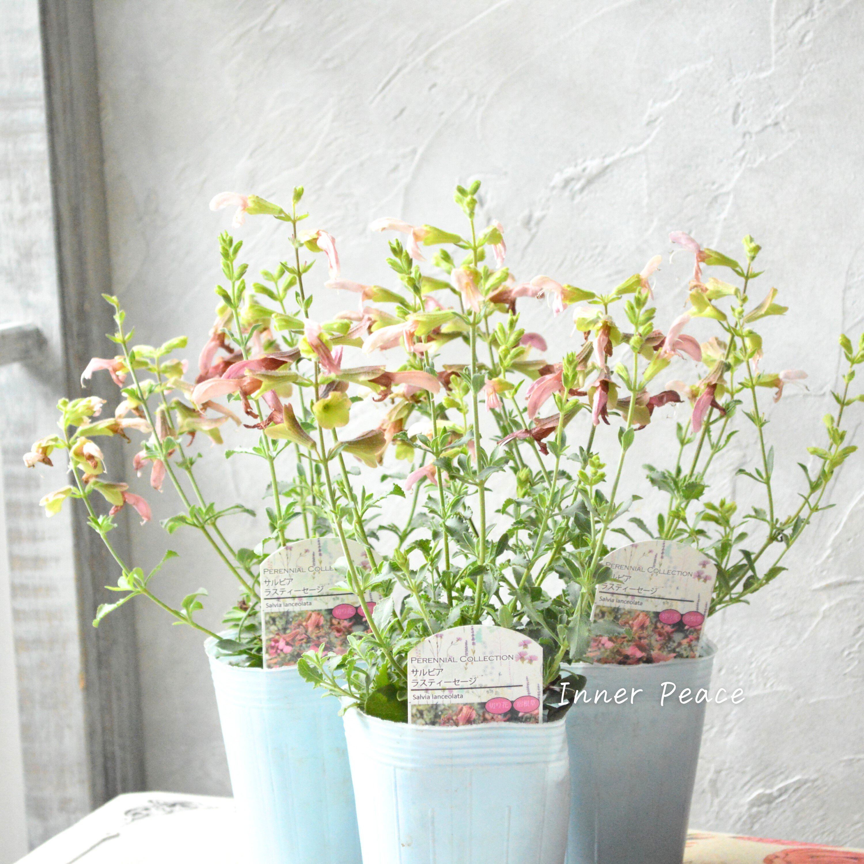 【宿根】 サルビア 『ラスティーセージ』 3寸POT