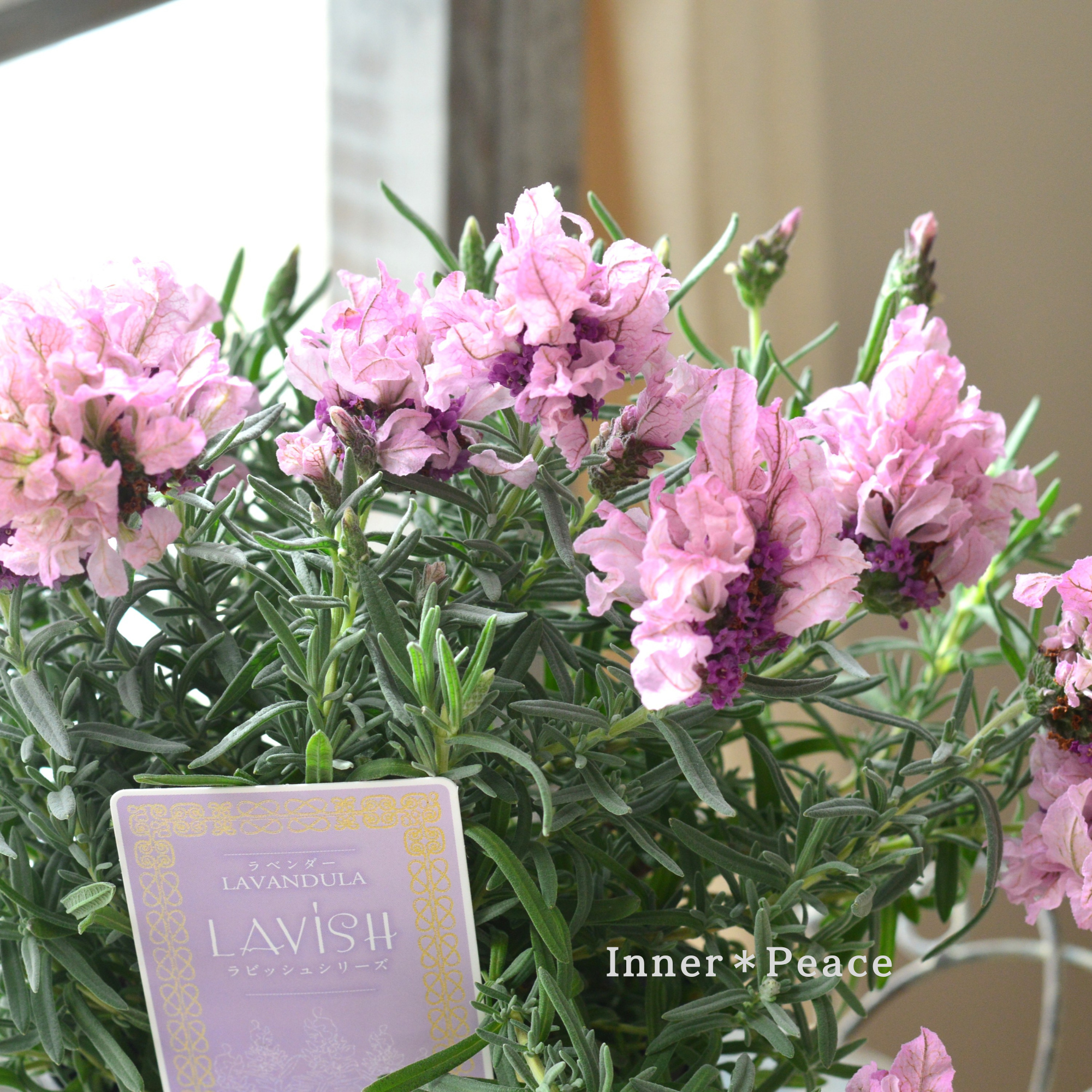 フレンチラベンダー 『ラビッシュ・ピンク』 4寸POT