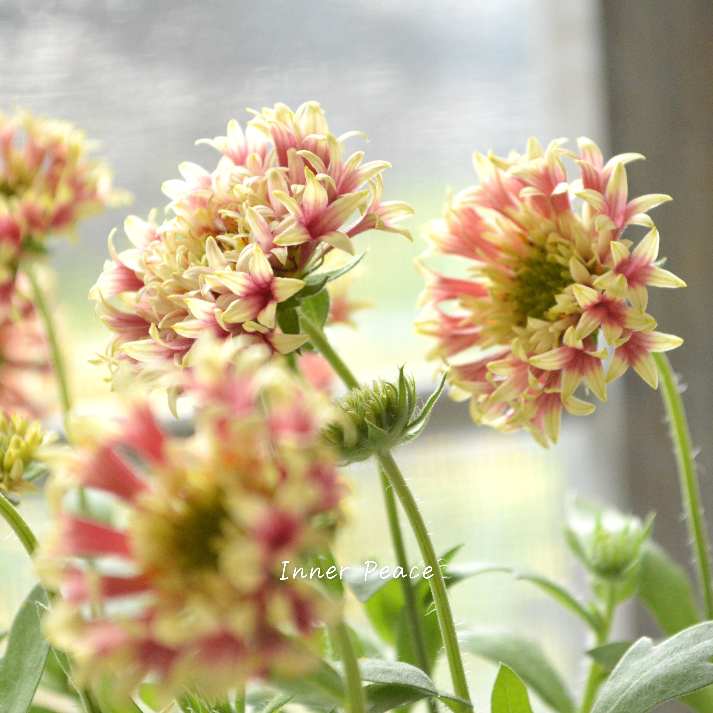 【人気】 ガイラルディア 『フルーティ・アップルマンゴー』 3寸ロングPOT