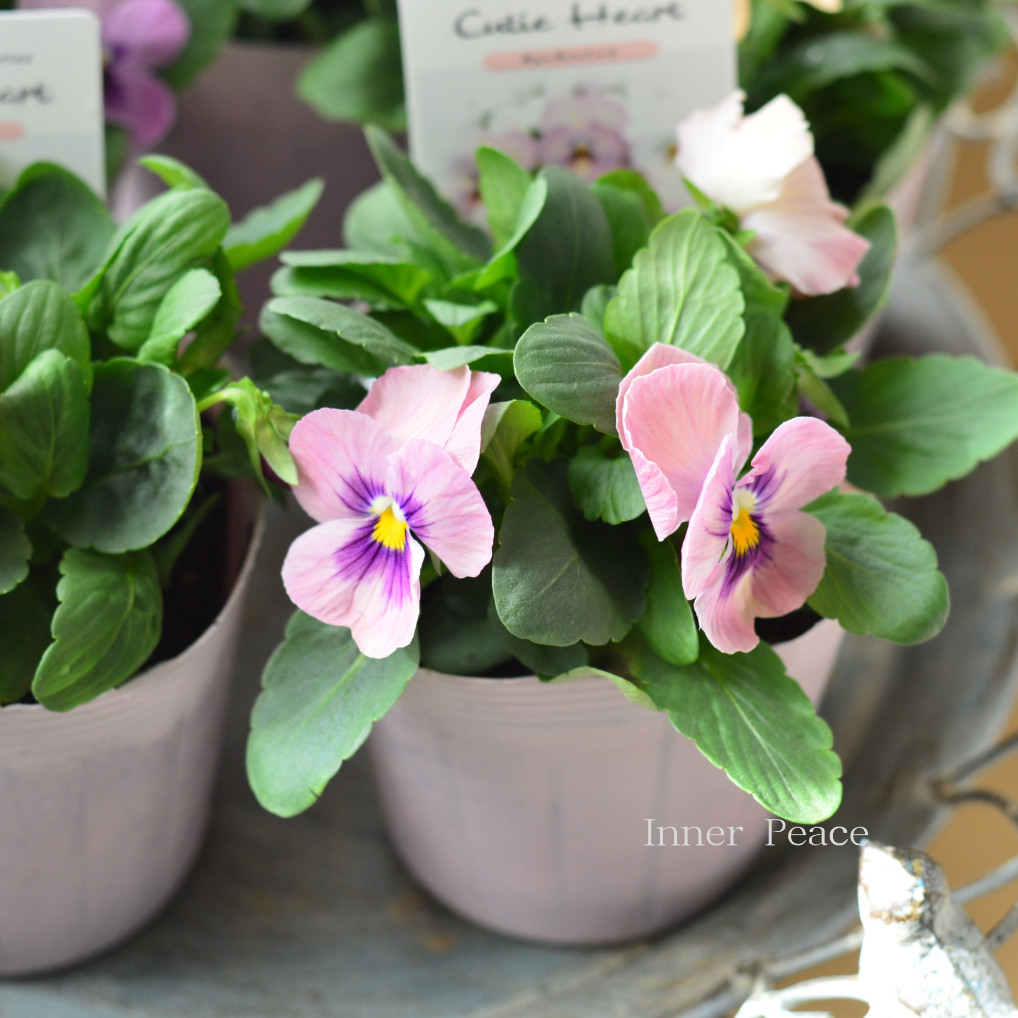 【かわいい】 パンジー 『キューティーハート』 3.5寸POT