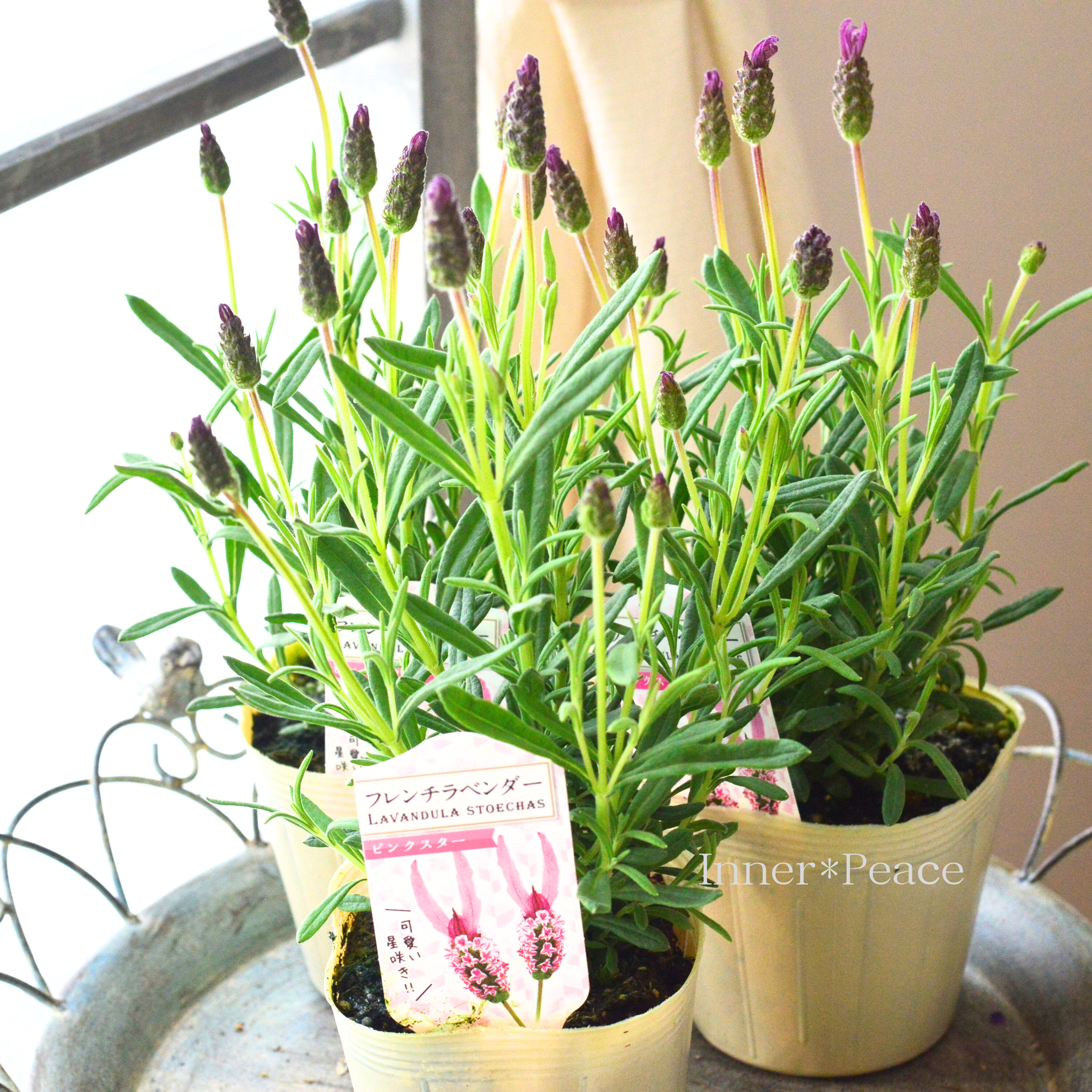 【New】 フレンチラベンダー 『ピンクスター』 3.5寸POT