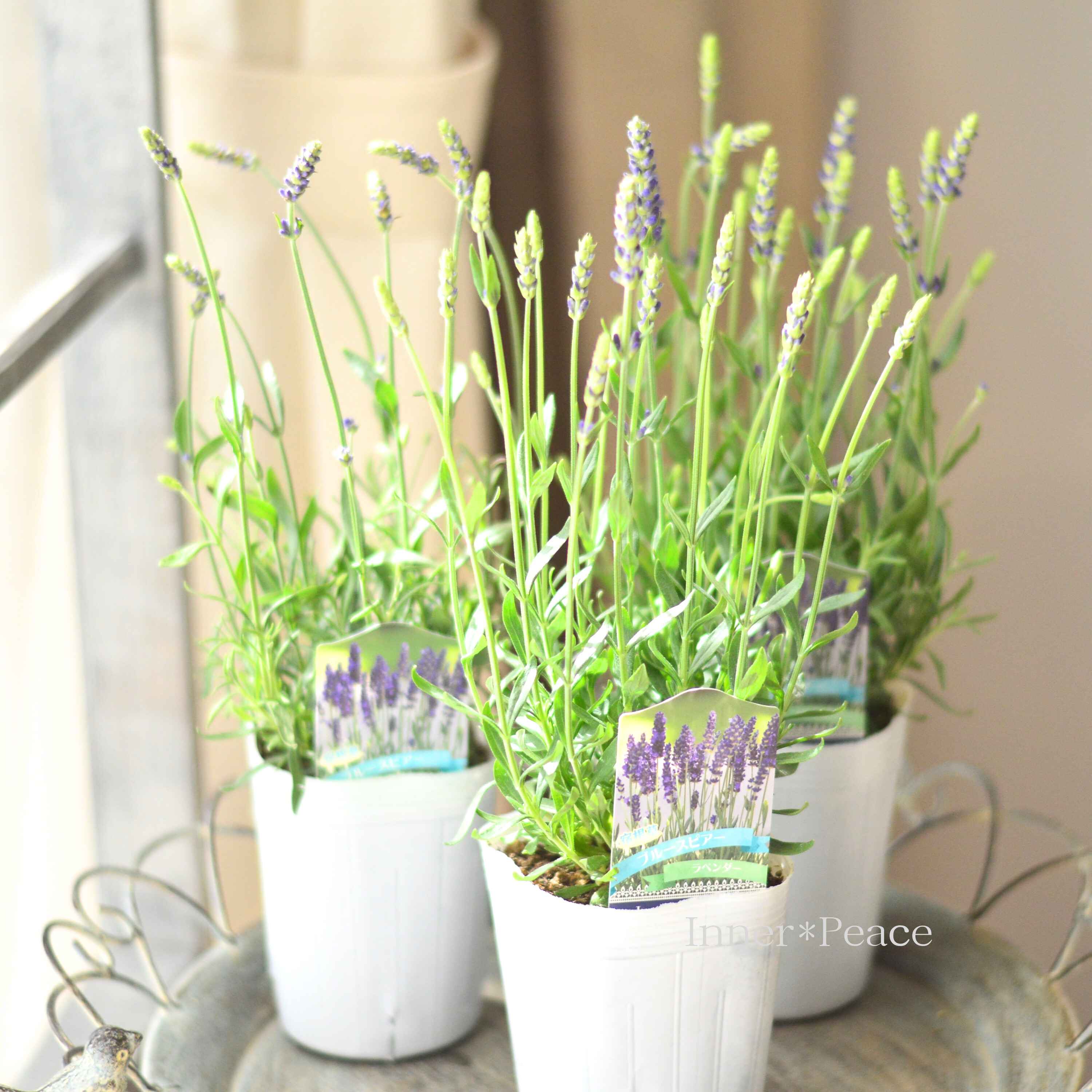 【良い香り】 イングリッシュラベンダー 『ブルースピアー』 3.5寸POT
