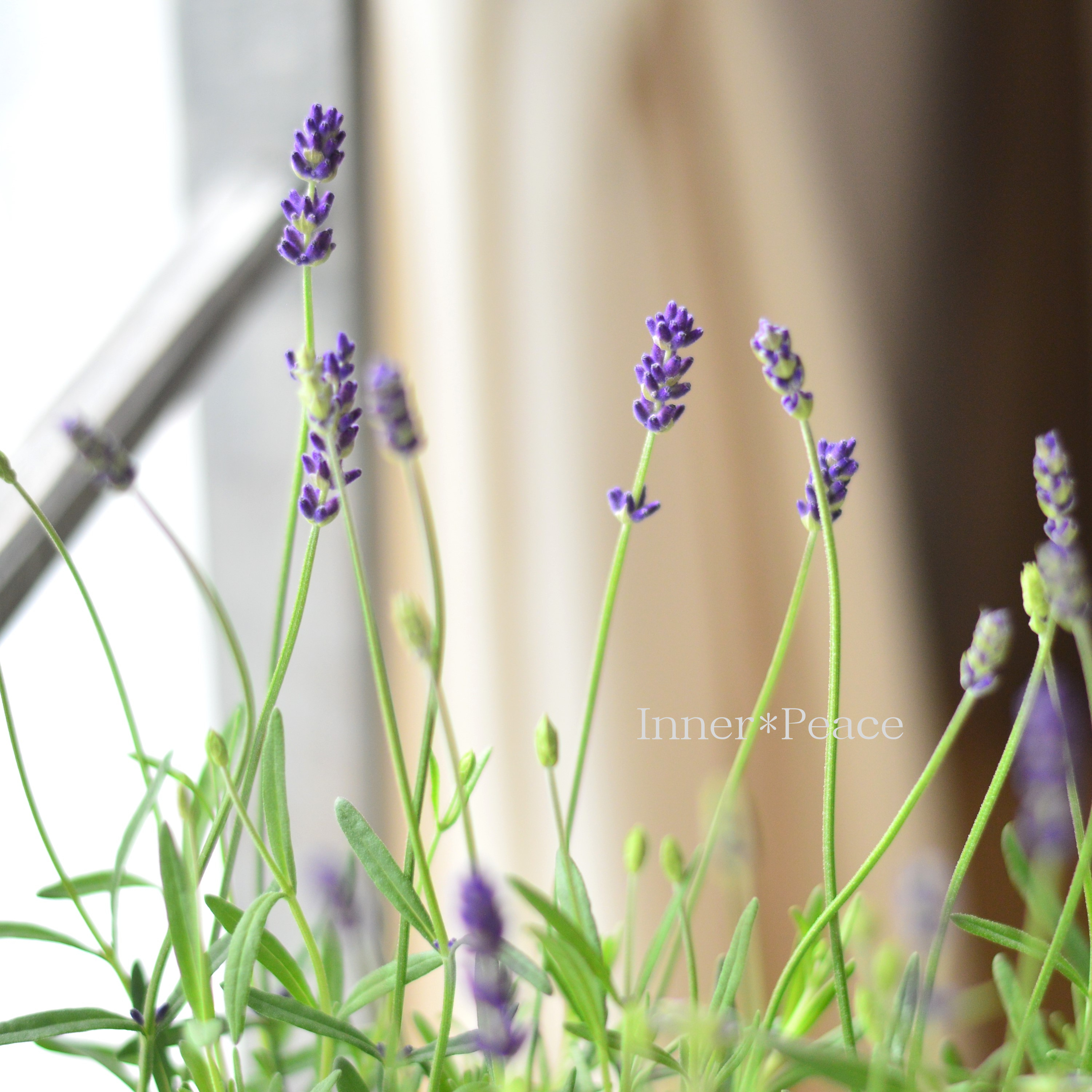 【良い香り】 イングリッシュラベンダー 『アヴィニョン・アーリーブルー』 3.5寸POT