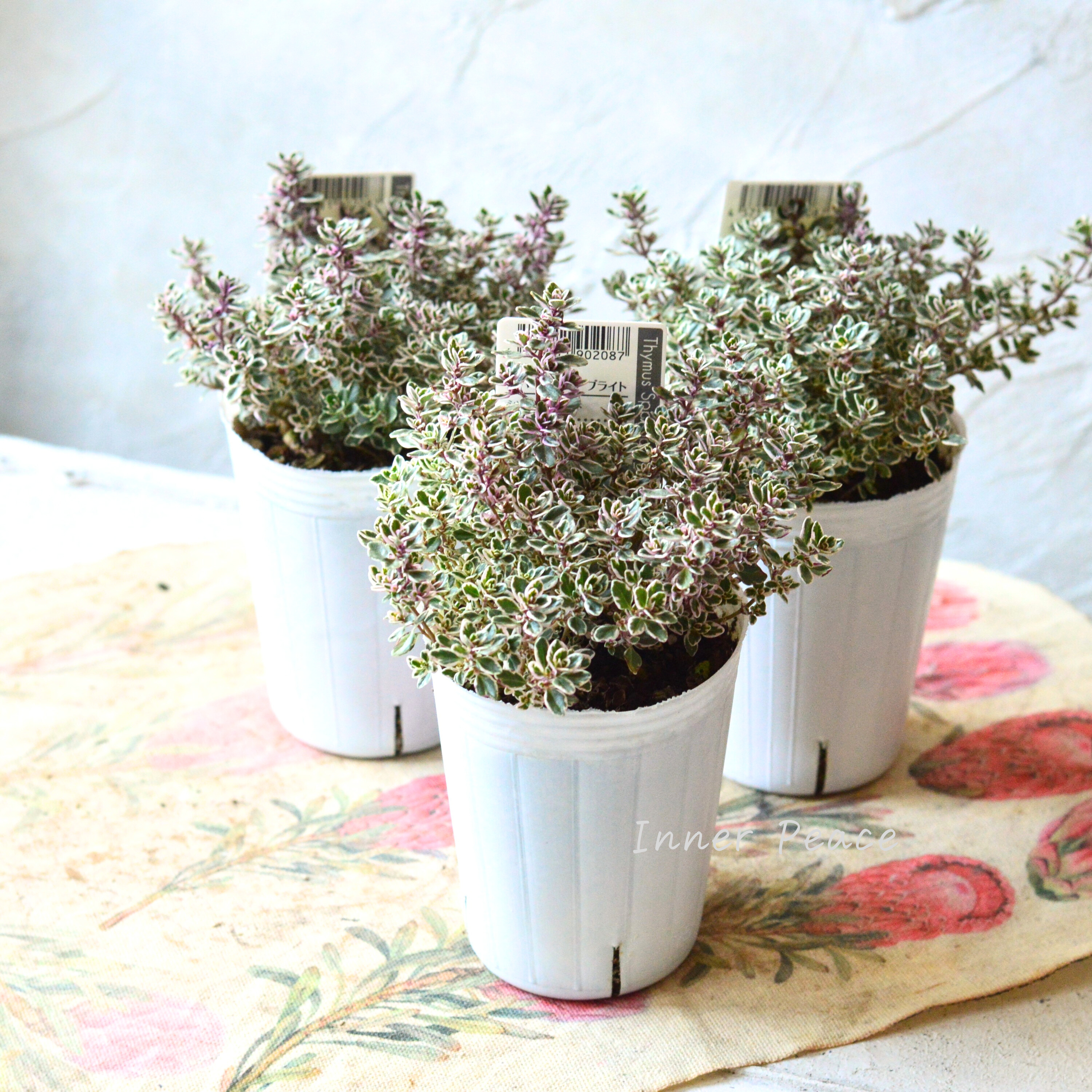 【寄せ植えに】 タイム 『スパークリング ブライト』 2.5寸ロングPOT