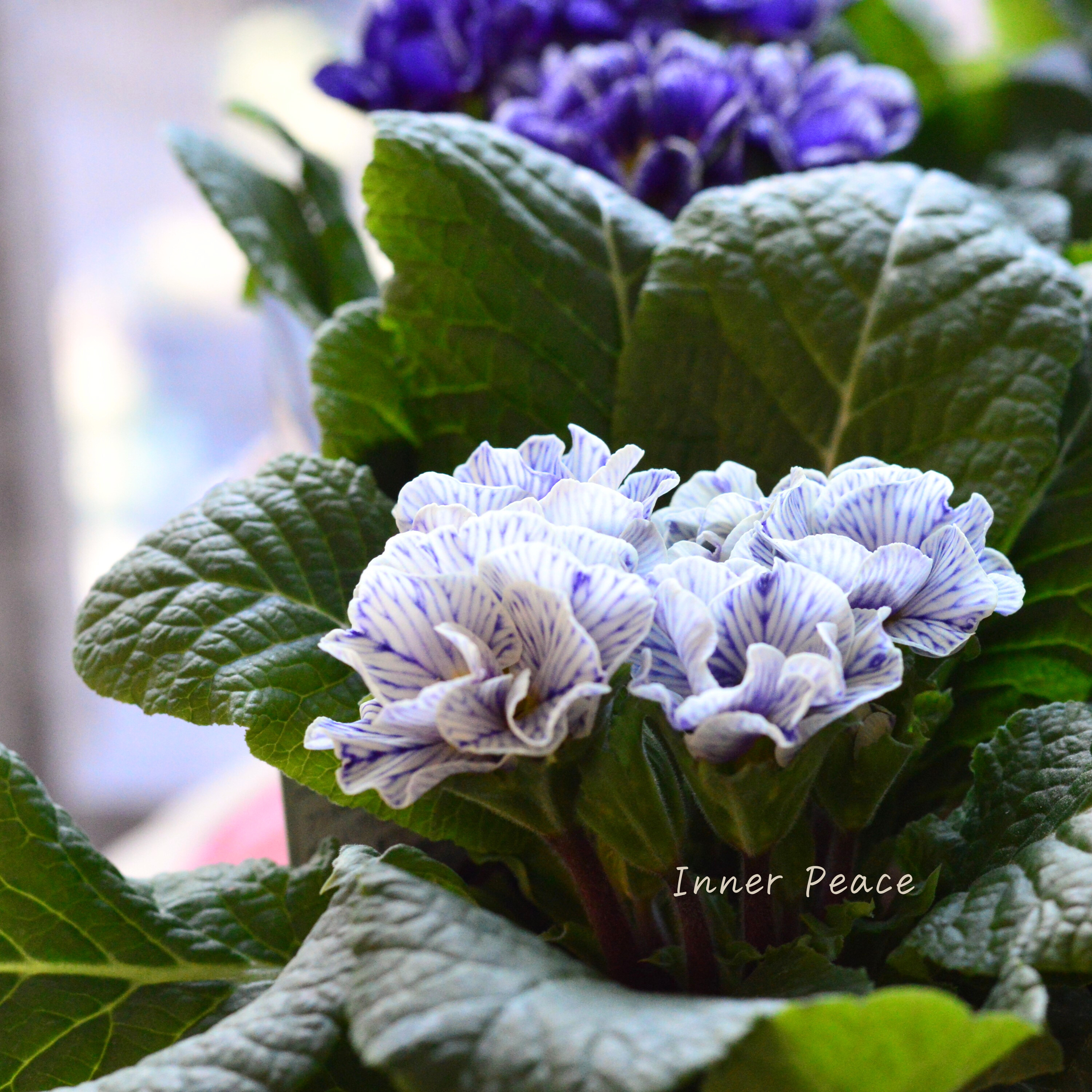 【個性的】 プリムラ 『ヴィンテージフリル』 3寸POT