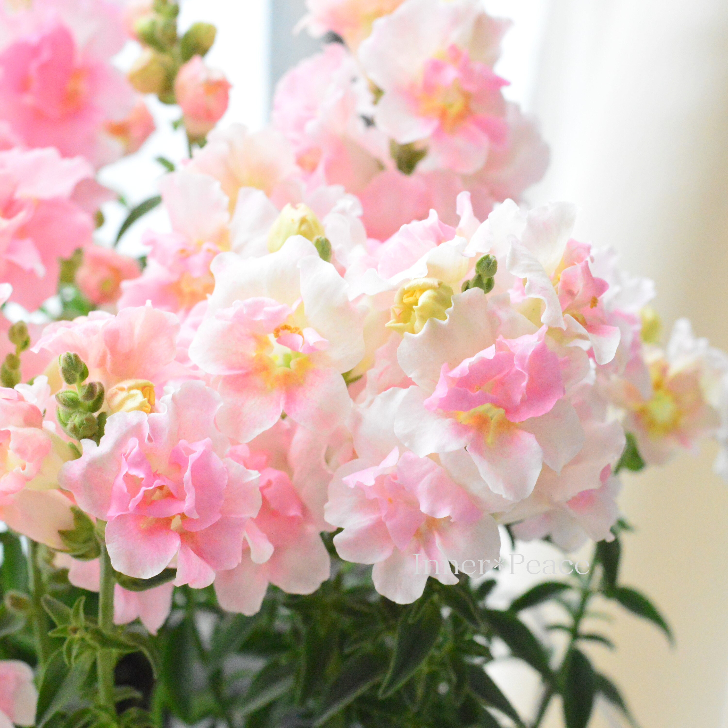 【かわいい】 キンギョソウ・トゥイニー 『アップルブロッサム』 3寸POT