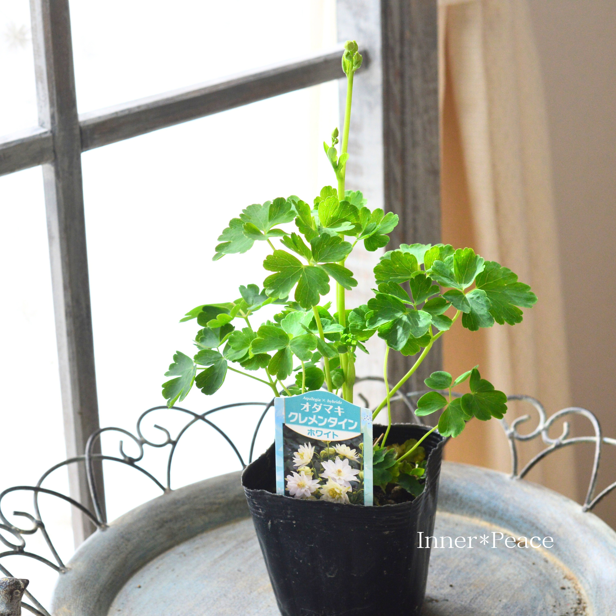 【八重咲き】 オダマキ・クレメンタイン 『ホワイト』 3.5寸POT