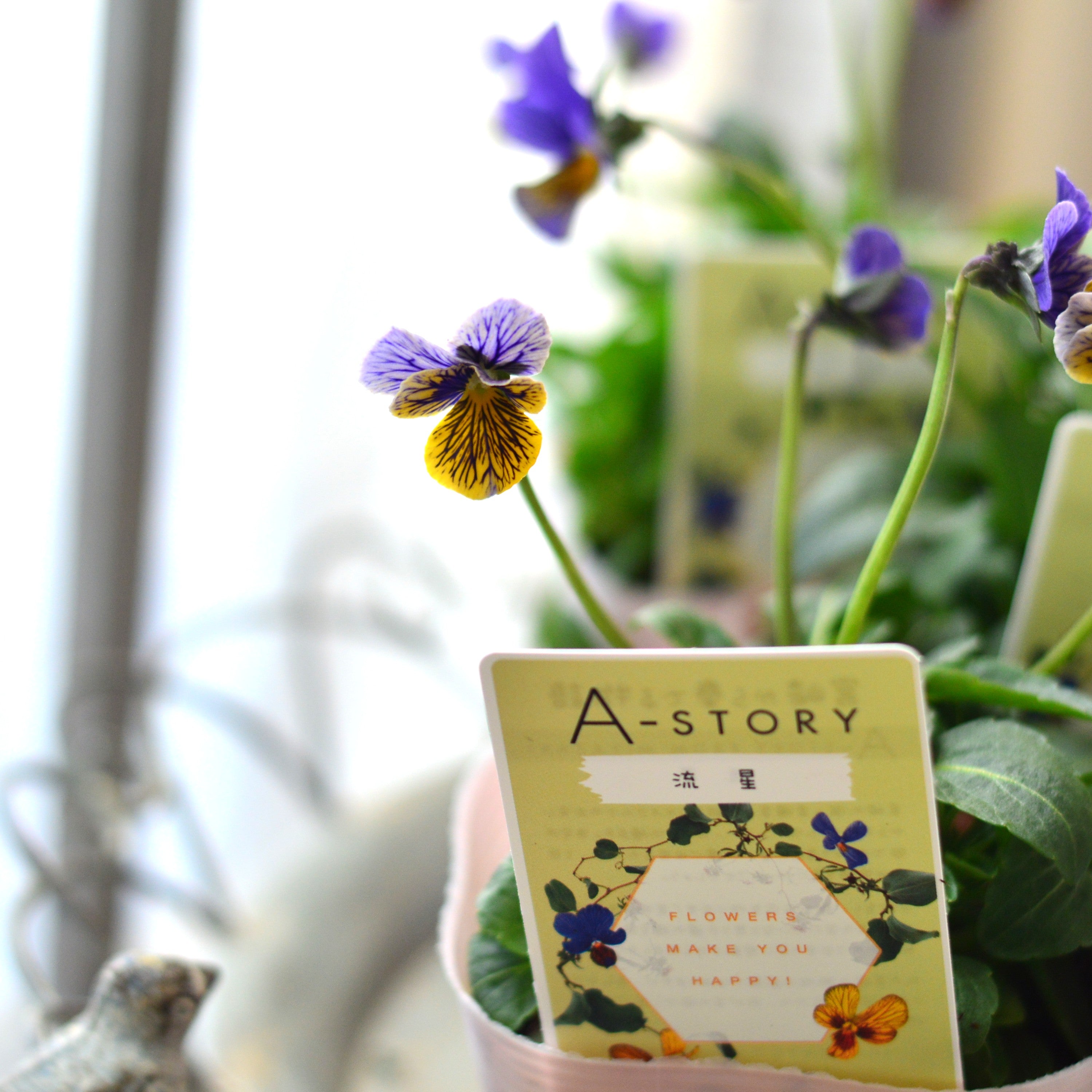【石村あさみさん育種】 ビオラ 『A-STORY・流星 ブルー系』 3.5寸POT