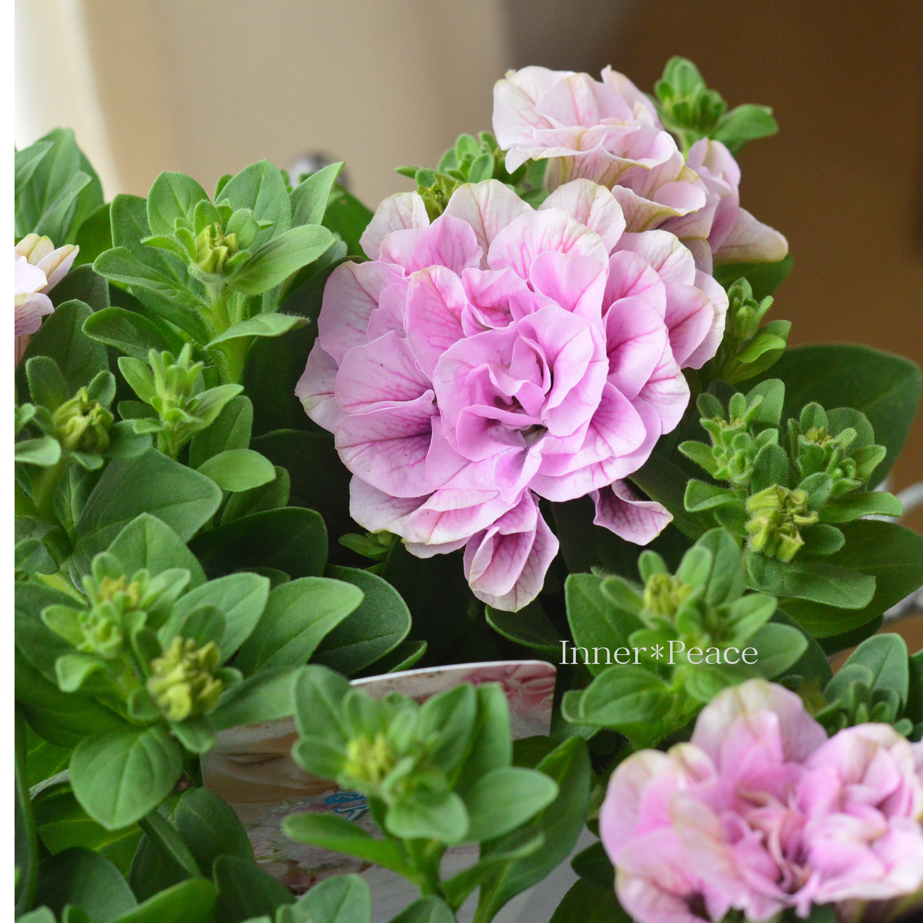 【花日和さんオリジナル】 栄養系ペチュニア 『ベルチャーム・アンナ』 3寸ロング~3.5寸POT