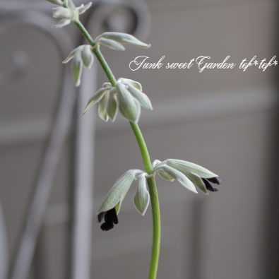 【希少】 サルビア 『ディスコロールカラー』 3.5寸POT