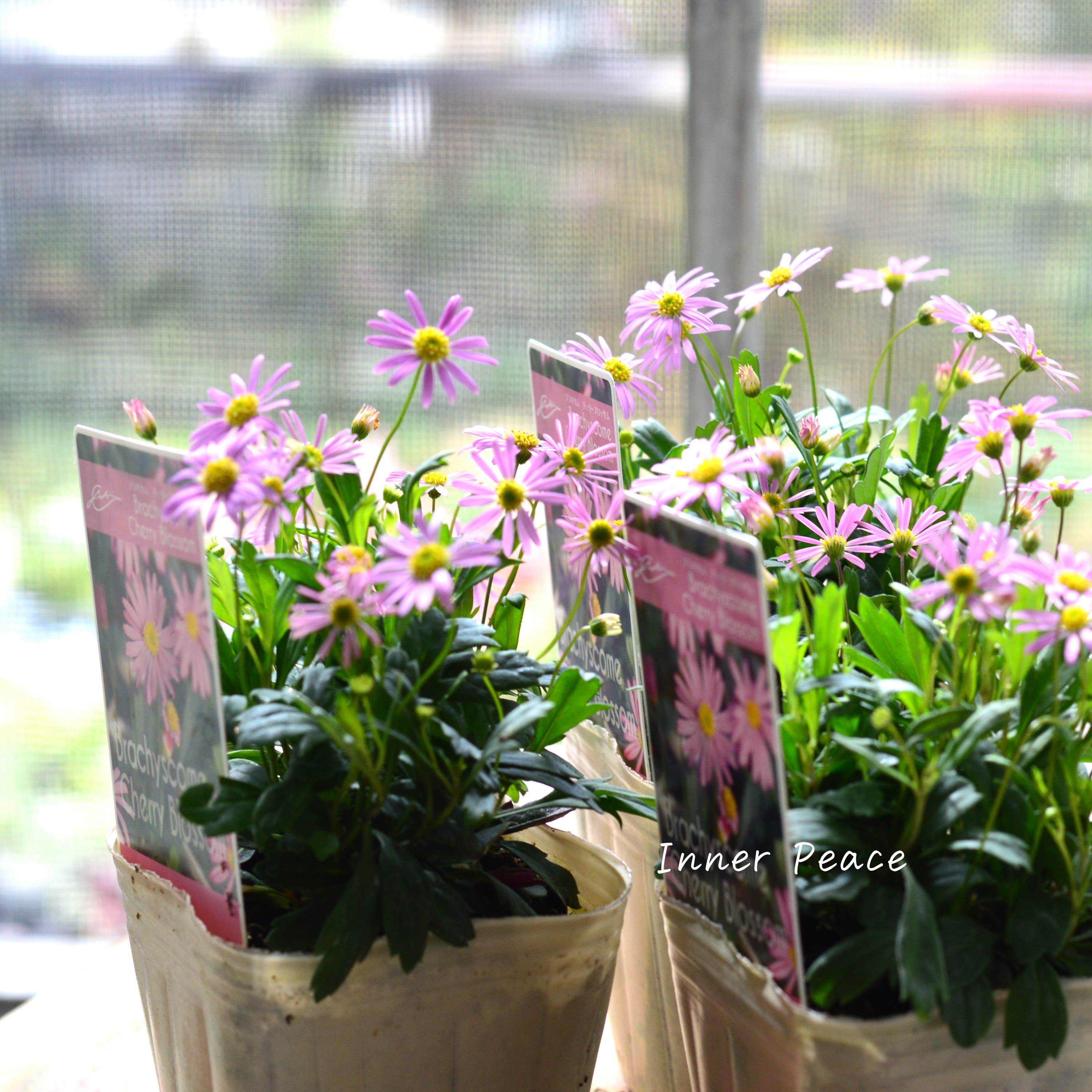 【かわいい】 ブラキカム 『チェリーブロッサム』 3寸POT