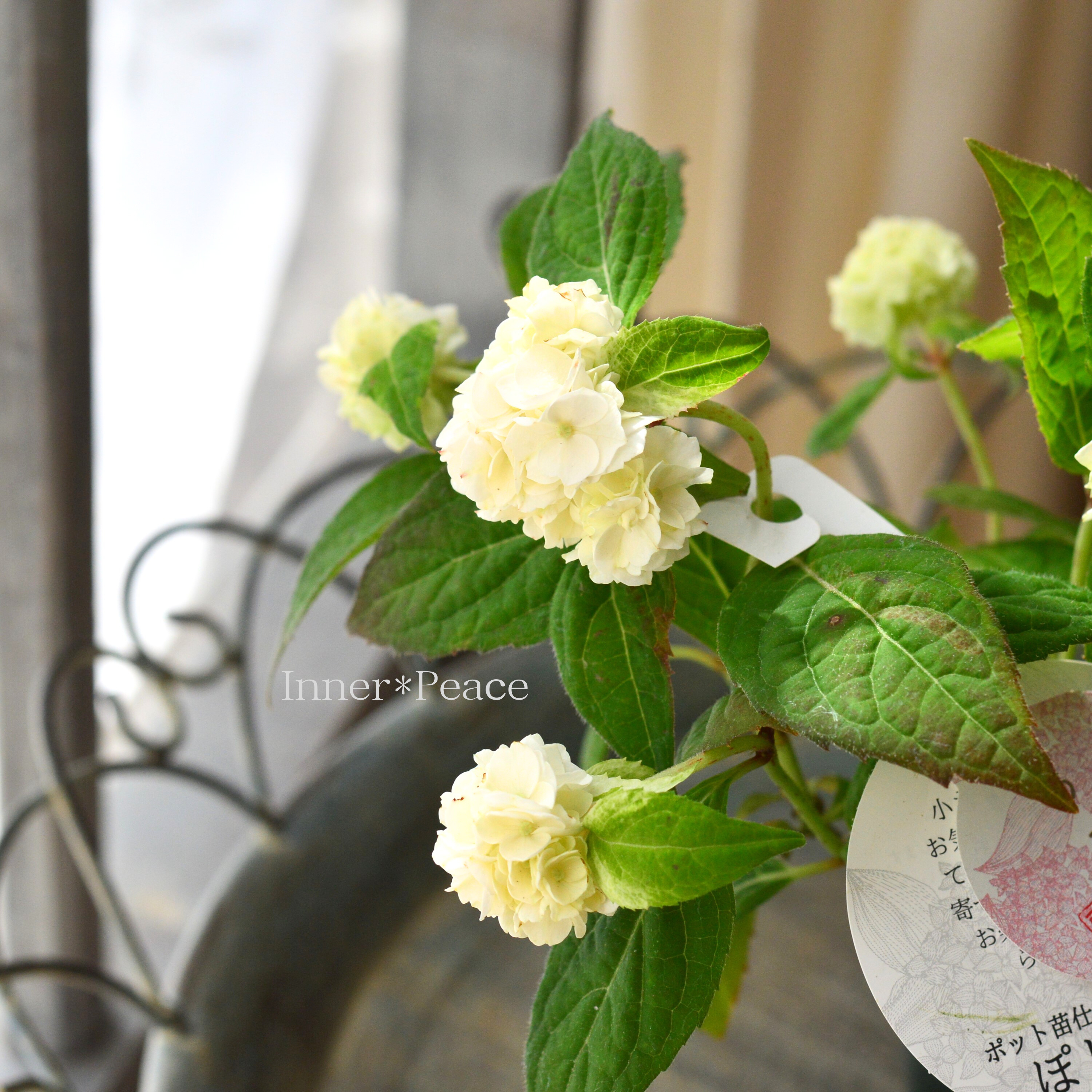 【吉岡麗子さん】 紫陽花 (ぽじさい) 『うるは』 3号POT